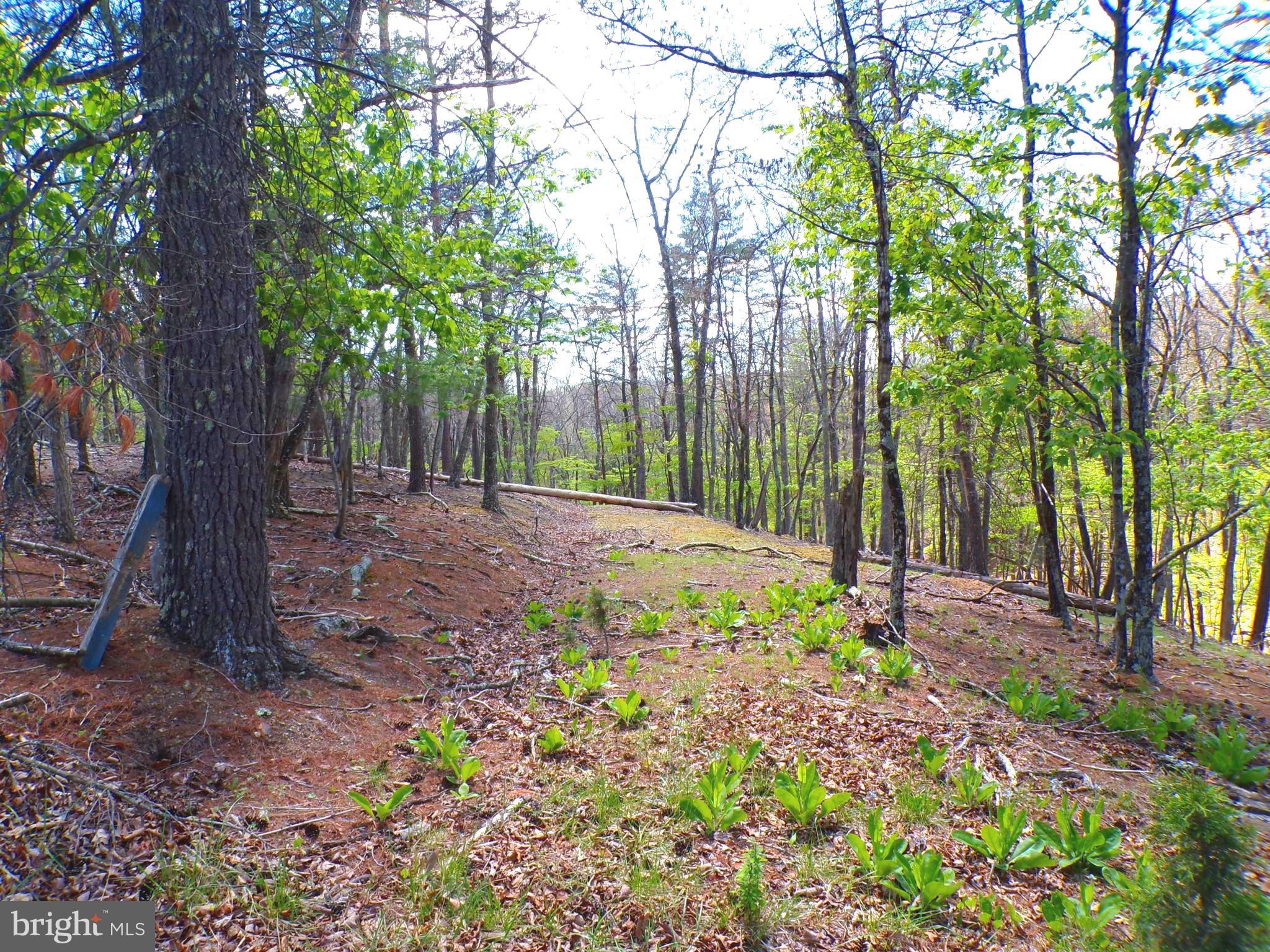 If you’ve been dreaming of a quiet escape surrounded by nature, this 5.4‑acre parcel delivers exactly that. Tucked inside the scenic gated community of Crossings at Great Cacapon, this property offers towering trees, abundant wildlife, and the kind of peaceful setting that makes you want to stay awhile. Spend your mornings listening to the woods wake up, and your afternoons enjoying community access to the Great Cacapon River—perfect for fishing, floating, or simply unwinding by the water. Build a cozy cabin, create a weekend getaway, or hold the land as a long‑term investment. This is mountain living at its best. Don't miss your chance to own property in the beautiful Crossings at Great Cacapon.