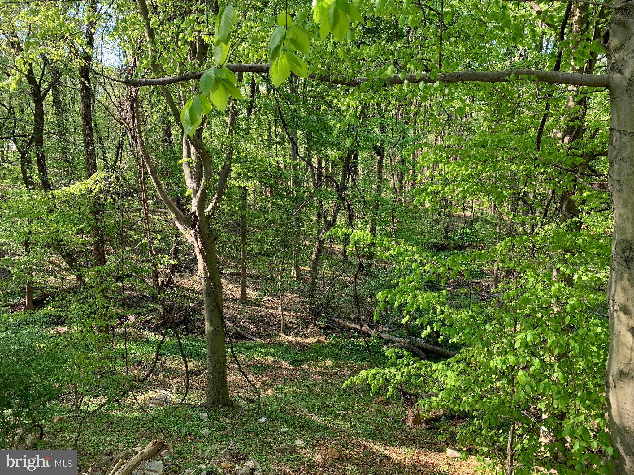ROSE TREE WOODS - Land