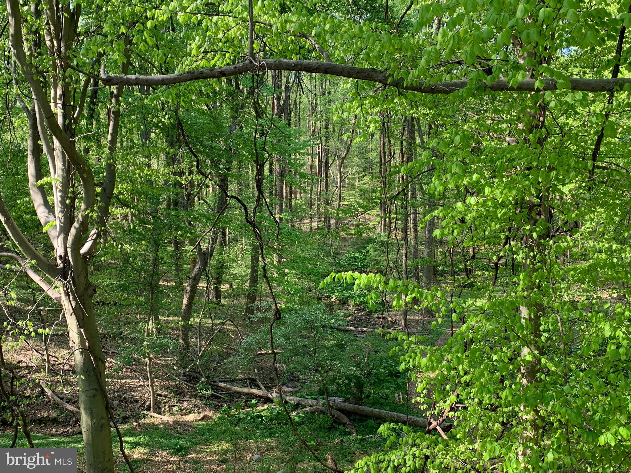 ROSE TREE WOODS - Land