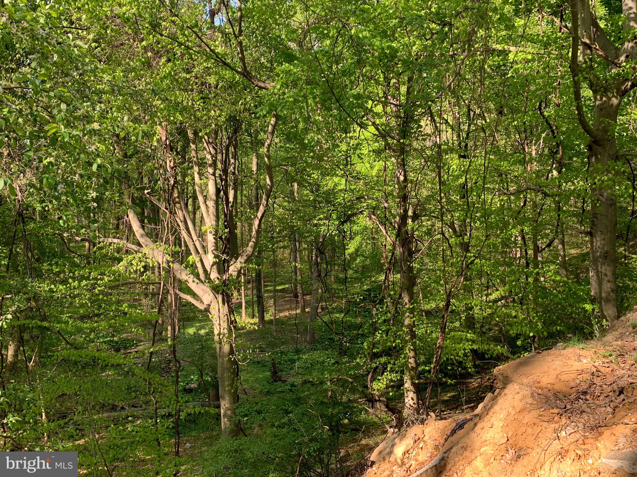 ROSE TREE WOODS - Land