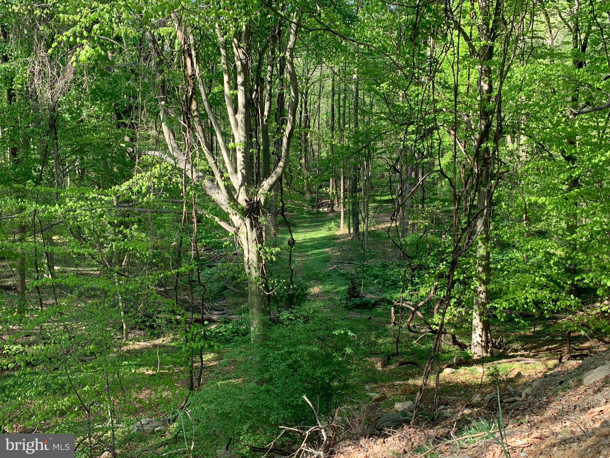 ROSE TREE WOODS - Land