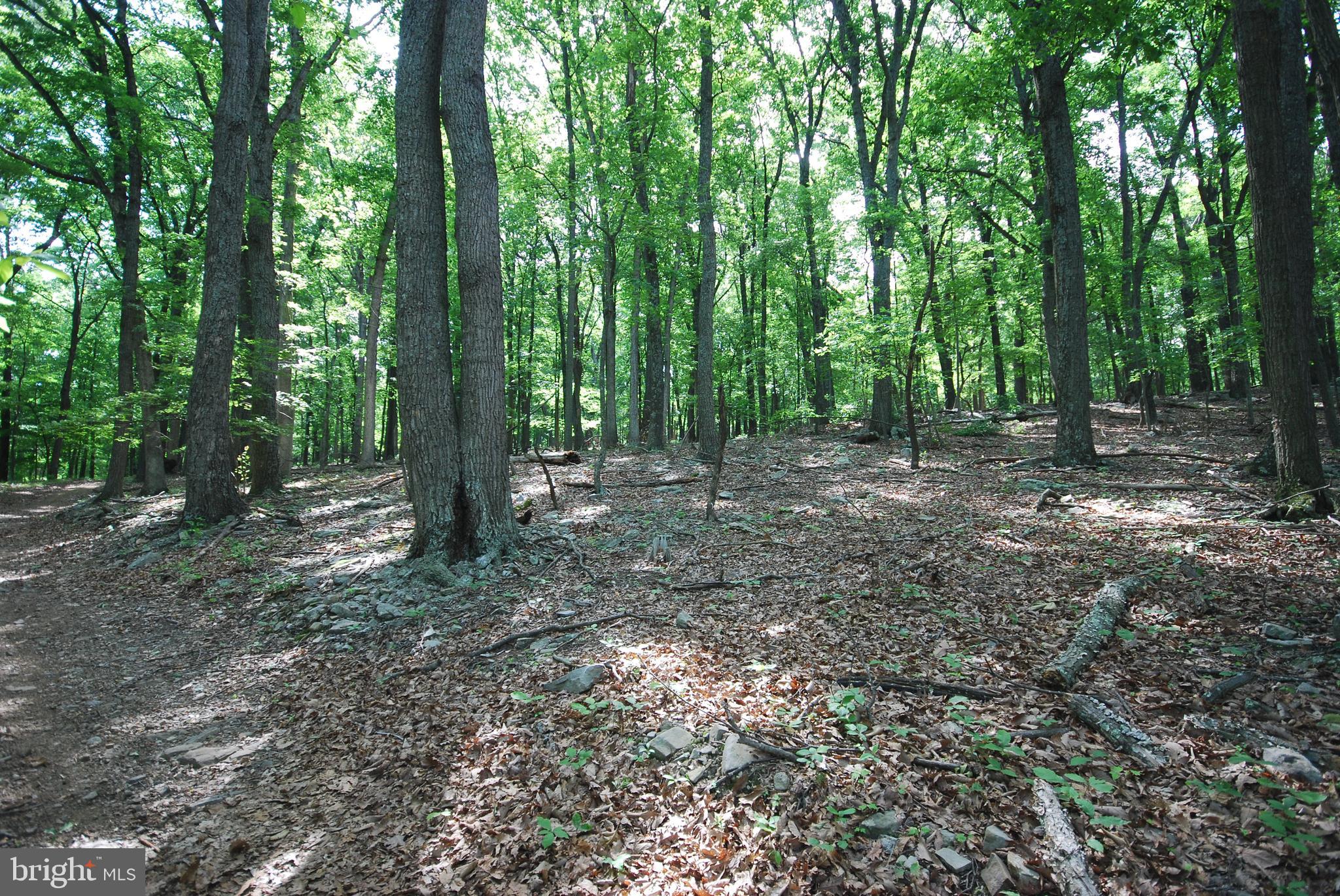 MILL MOUNTAIN ORCHARD - Land