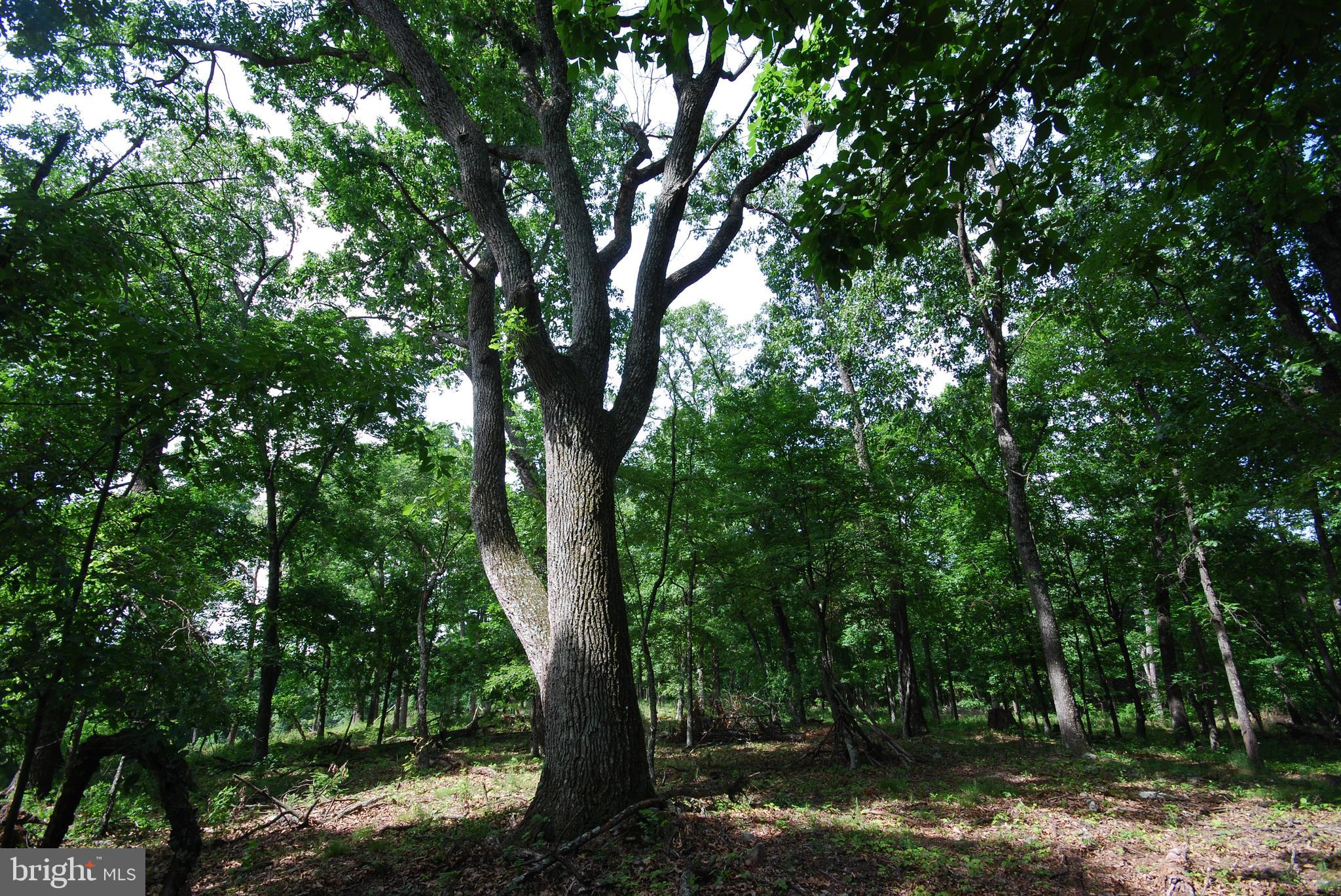 MILL MOUNTAIN ORCHARD - Land
