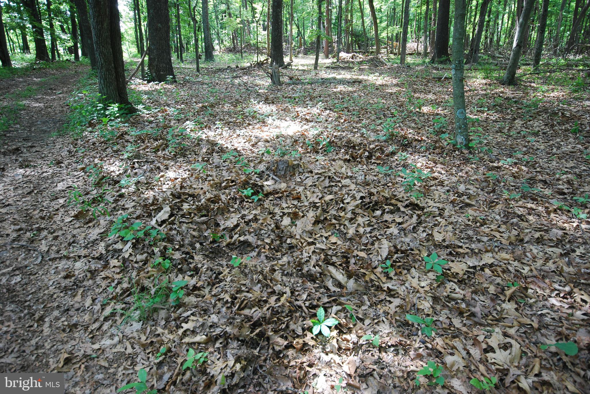 MILL MOUNTAIN ORCHARD - Land