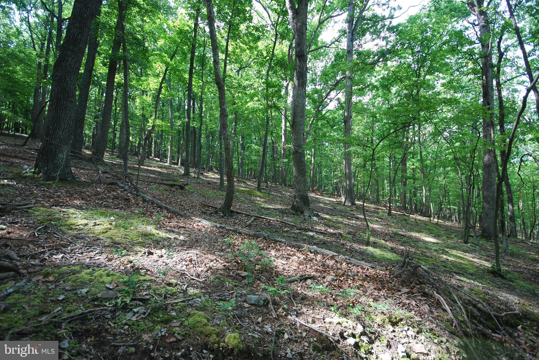 MILL MOUNTAIN ORCHARD - Land