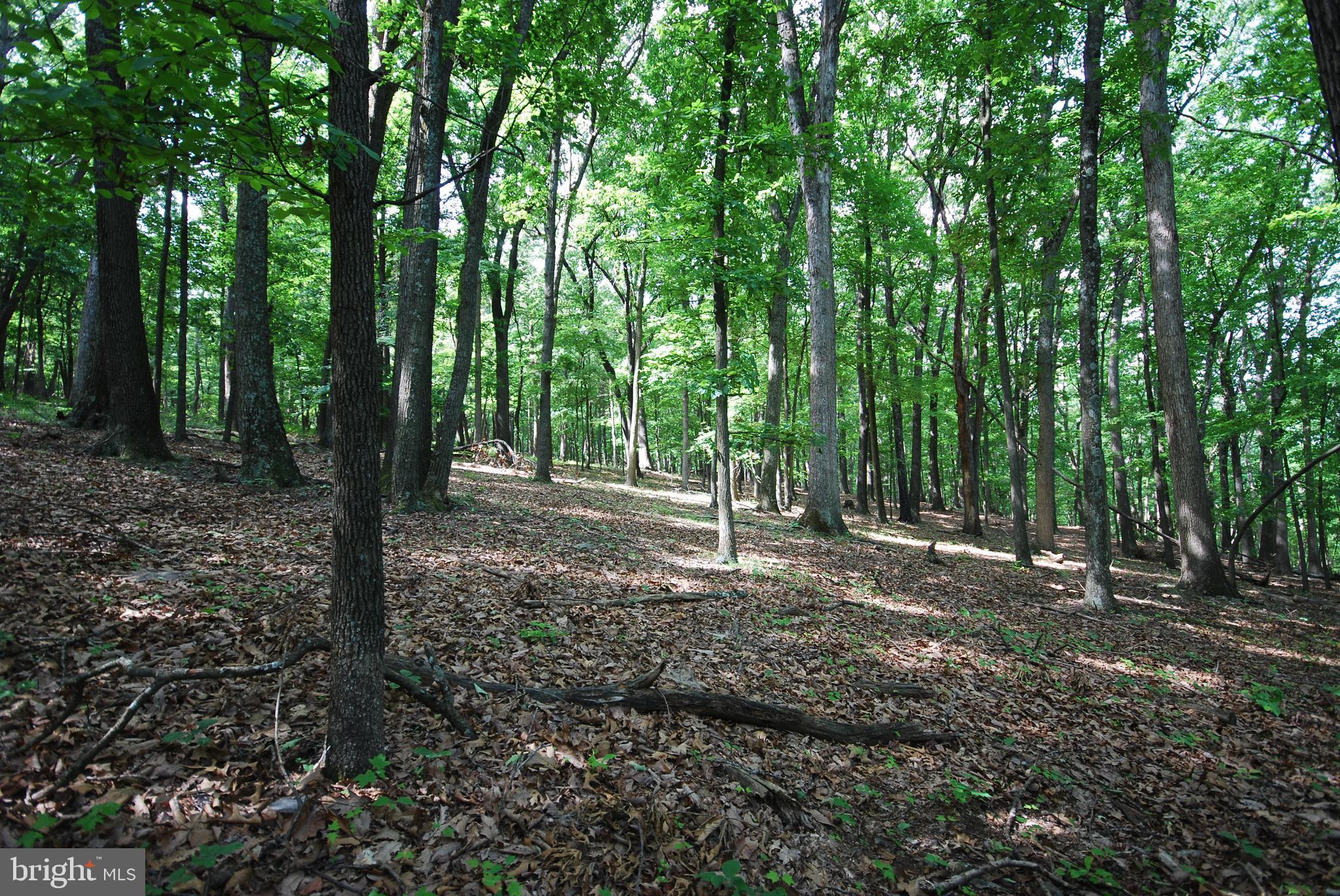 MILL MOUNTAIN ORCHARD - Land