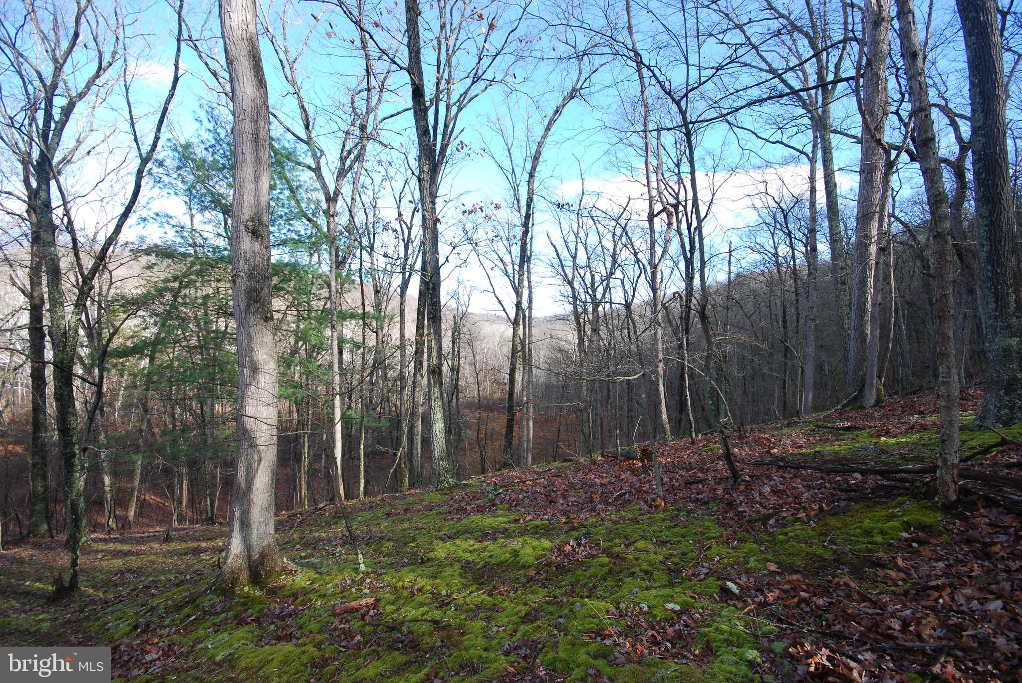 MILL MOUNTAIN ORCHARD - Land