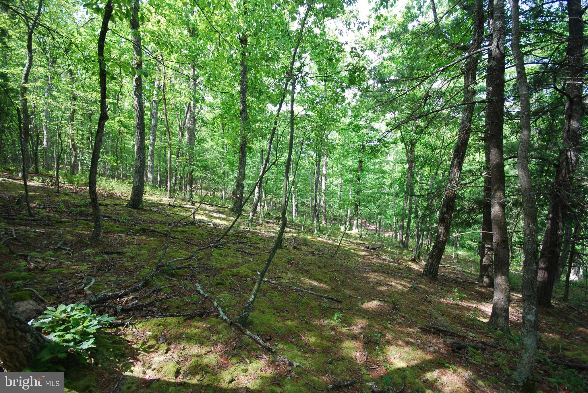 MILL MOUNTAIN ORCHARD - Land