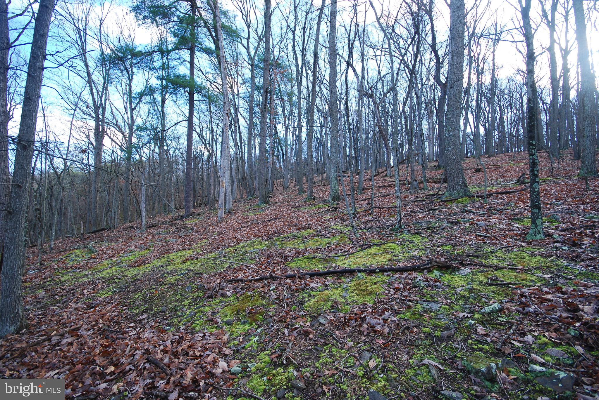 MILL MOUNTAIN ORCHARD - Land