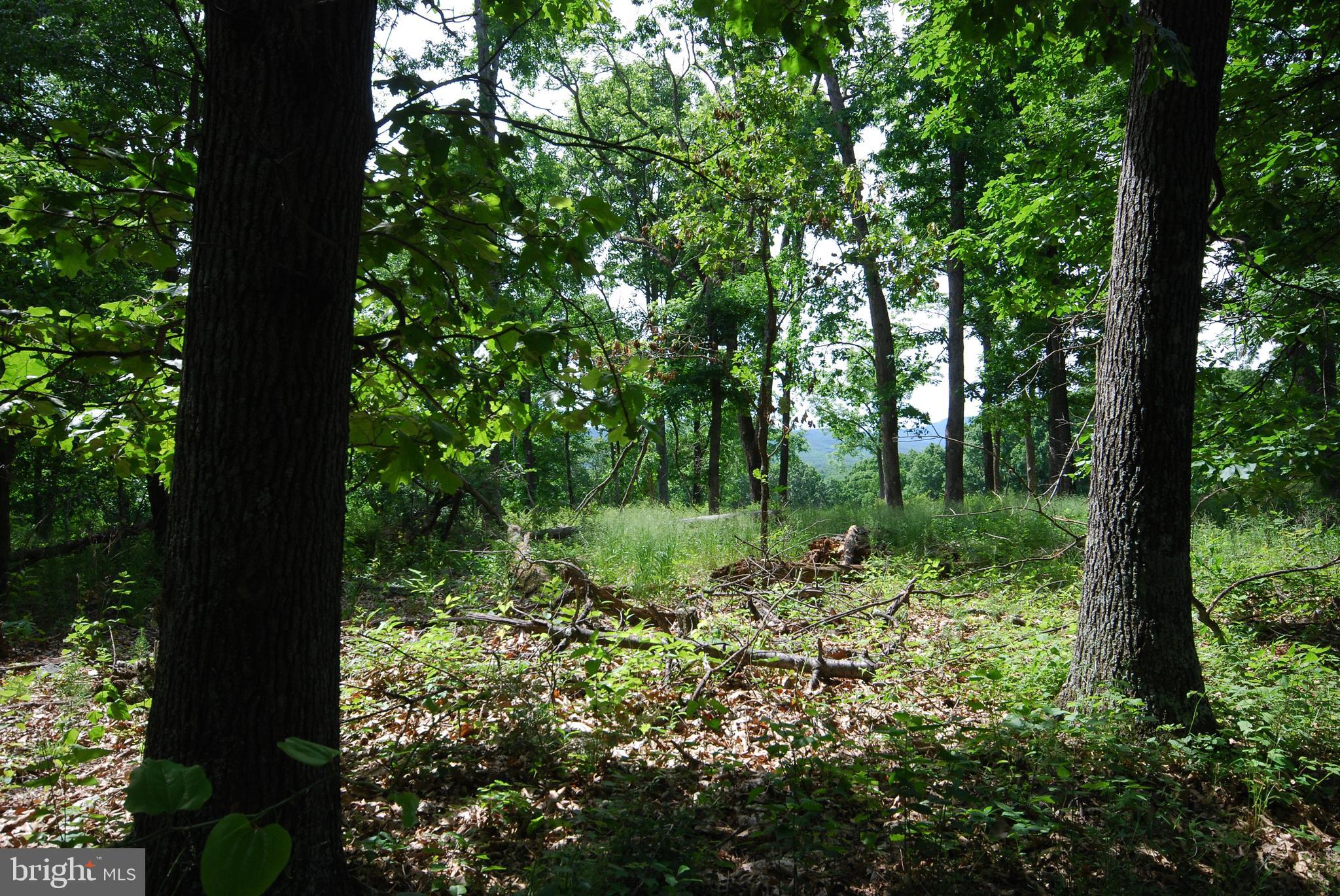 MILL MOUNTAIN ORCHARD - Land