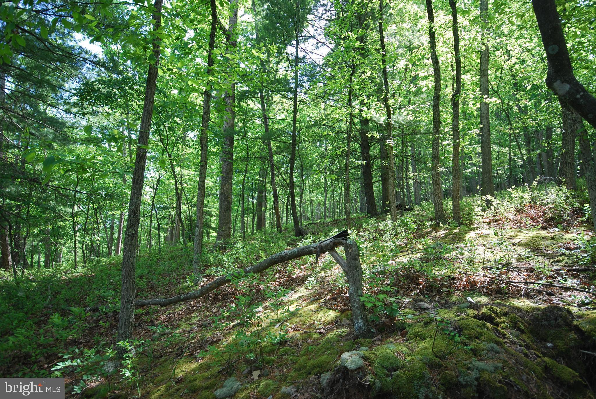 MILL MOUNTAIN ORCHARD - Land