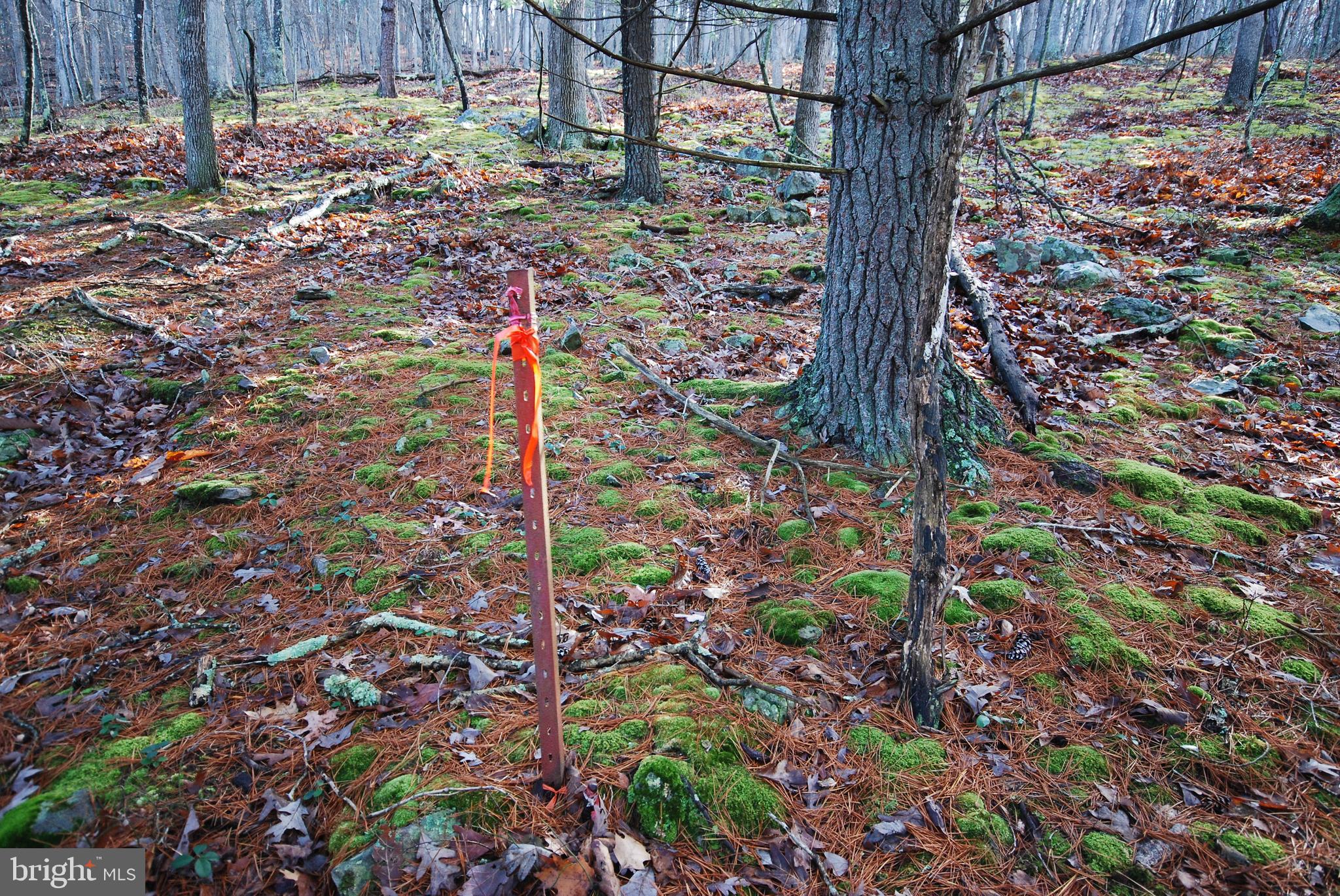 MILL MOUNTAIN ORCHARD - Land