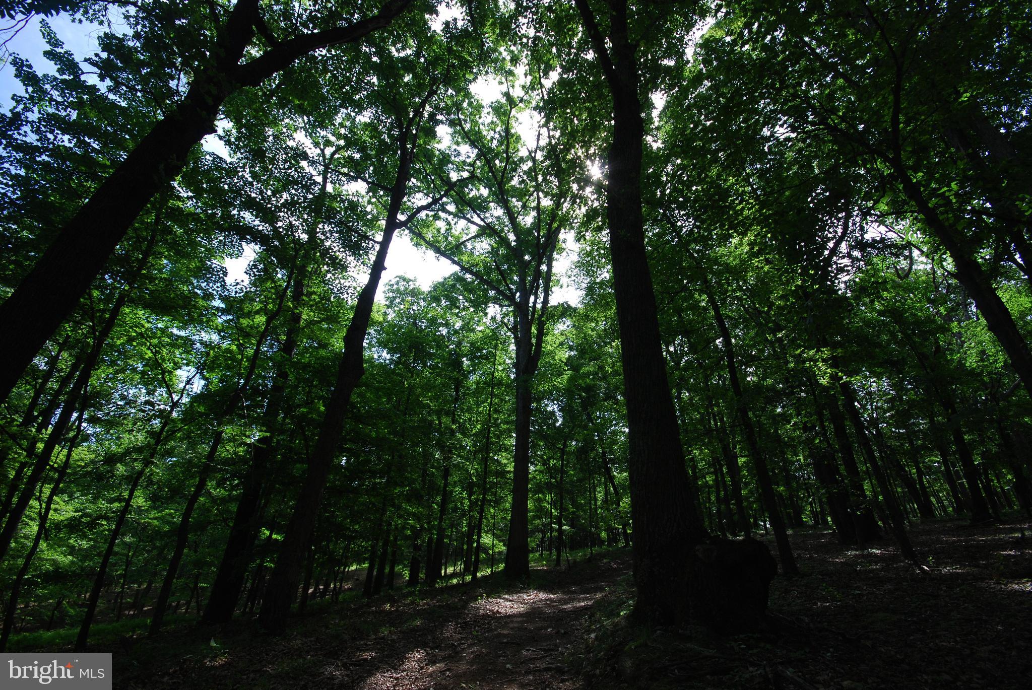 MILL MOUNTAIN ORCHARD - Land