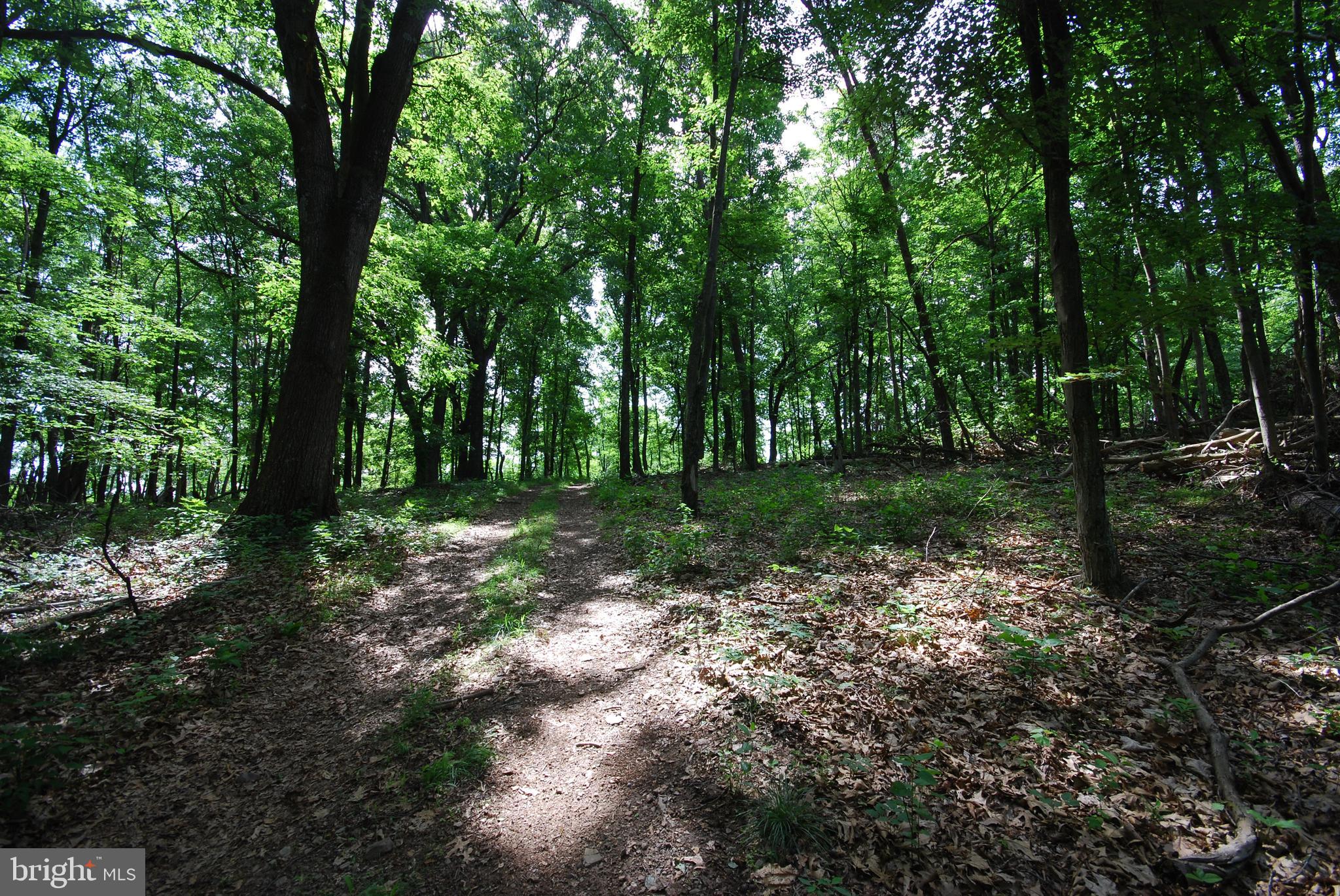 MILL MOUNTAIN ORCHARD - Land