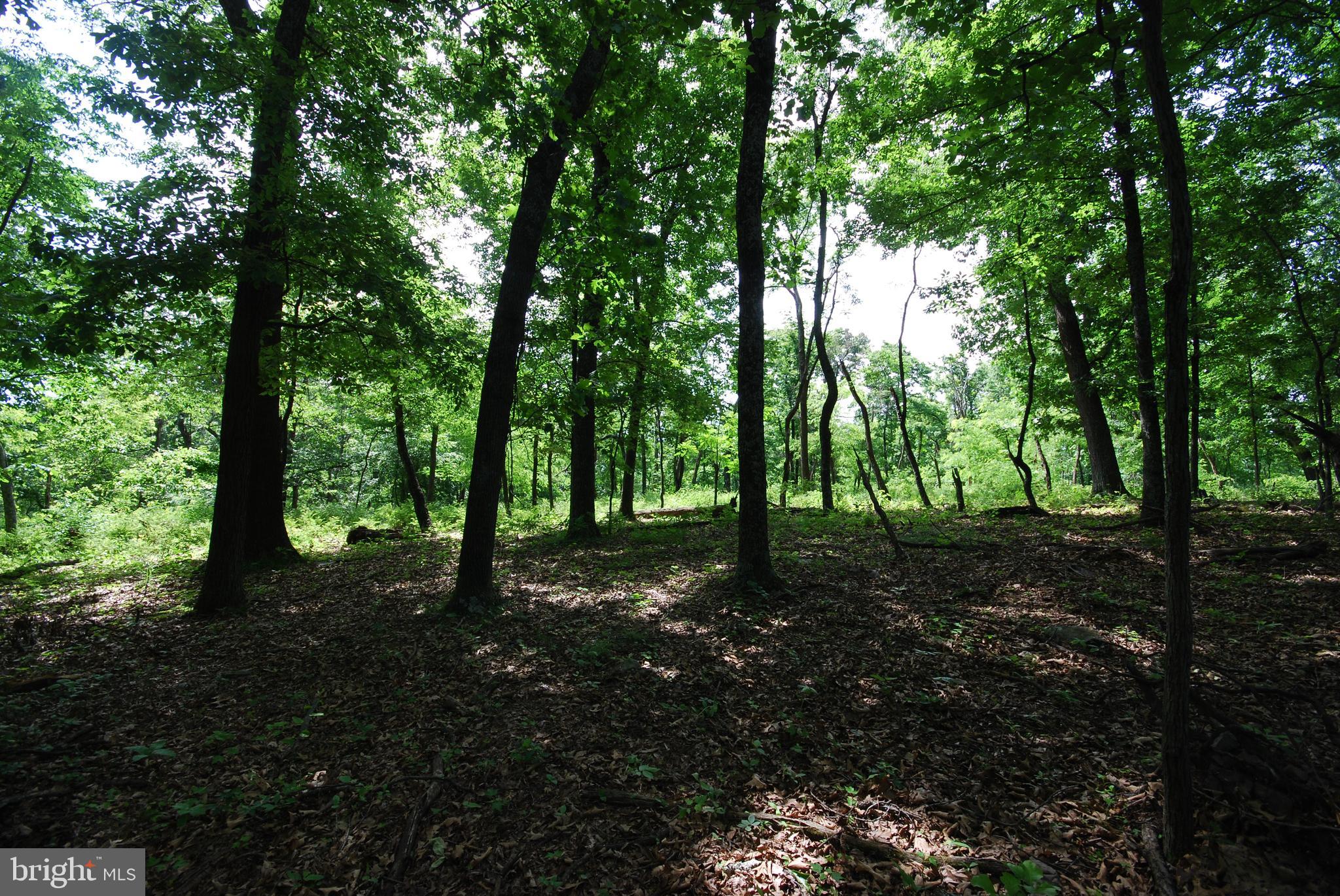 MILL MOUNTAIN ORCHARD - Land