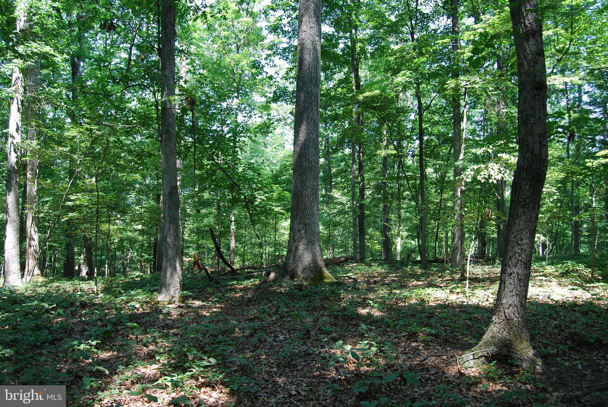 FOREST HEIGHTS - Residential