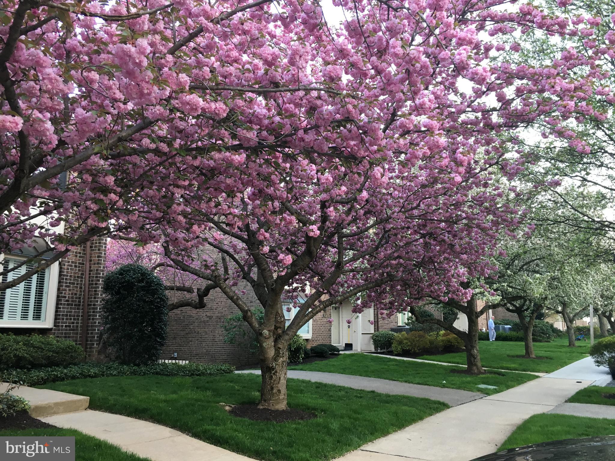 CHESTERBROOK - Residential