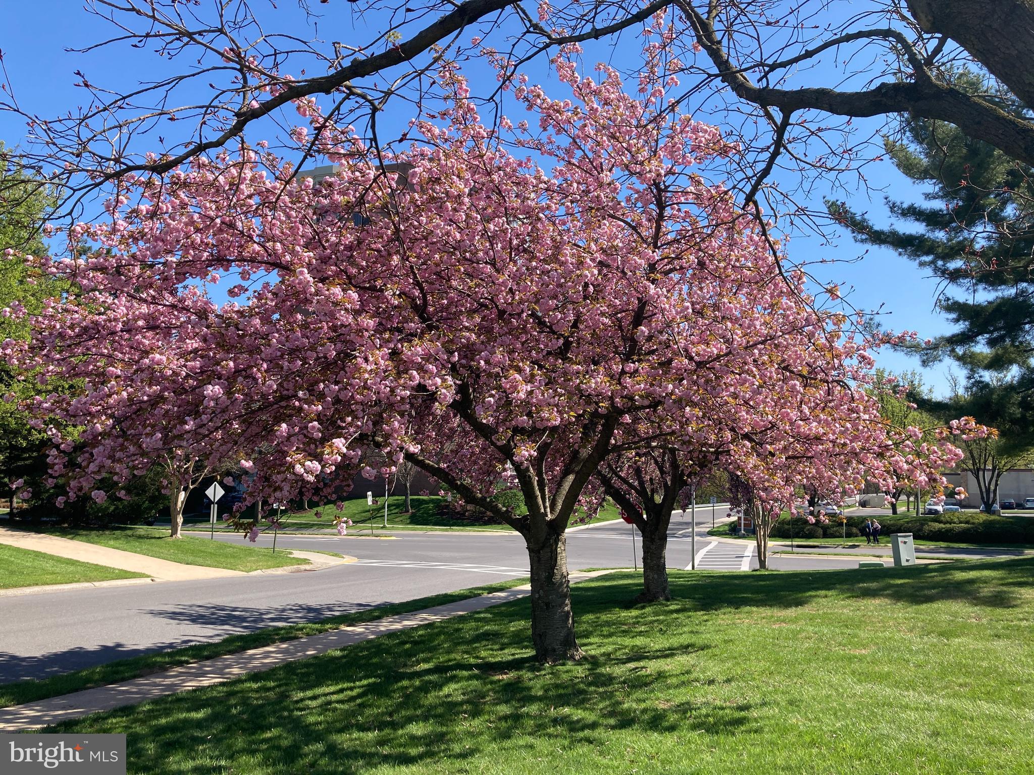 ROSSMOOR MUTUAL #16 - Residential