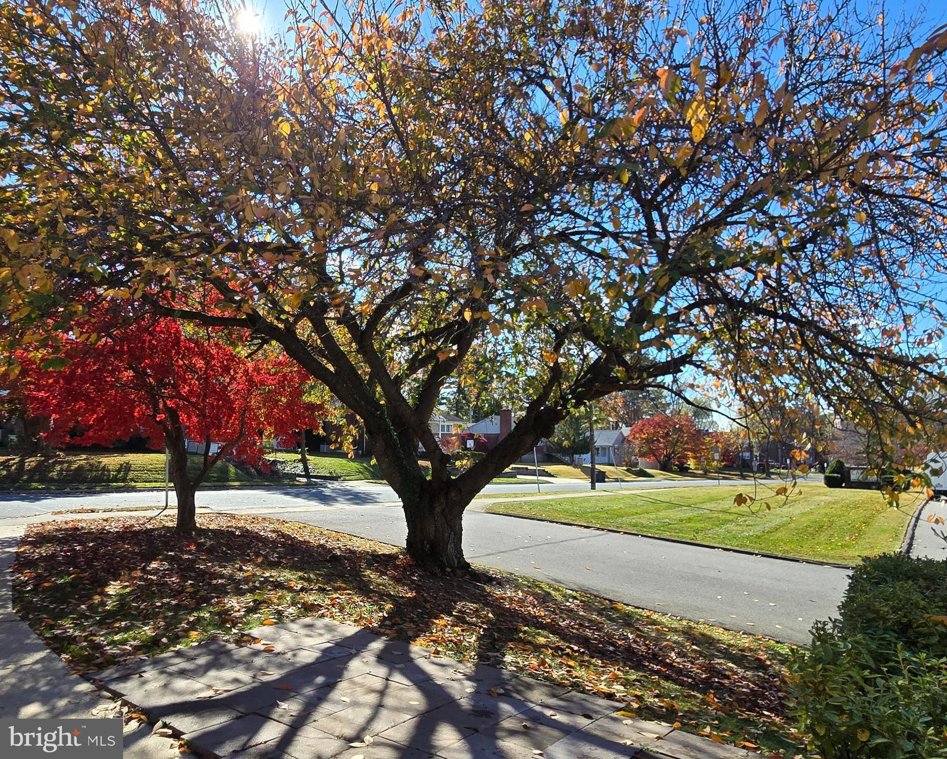 SHAMROCK - Residential