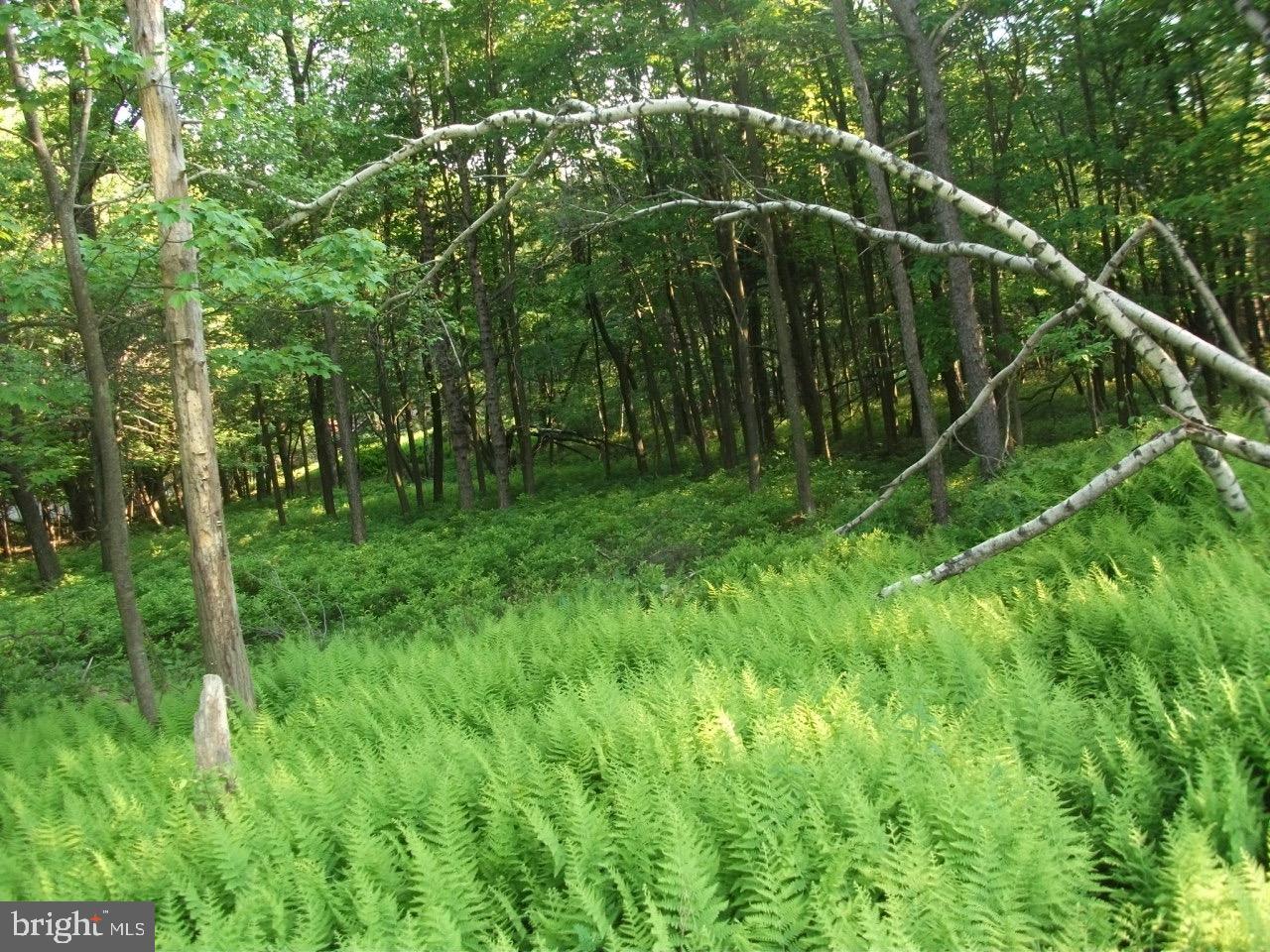 TOWAMESING TRAILS - Land