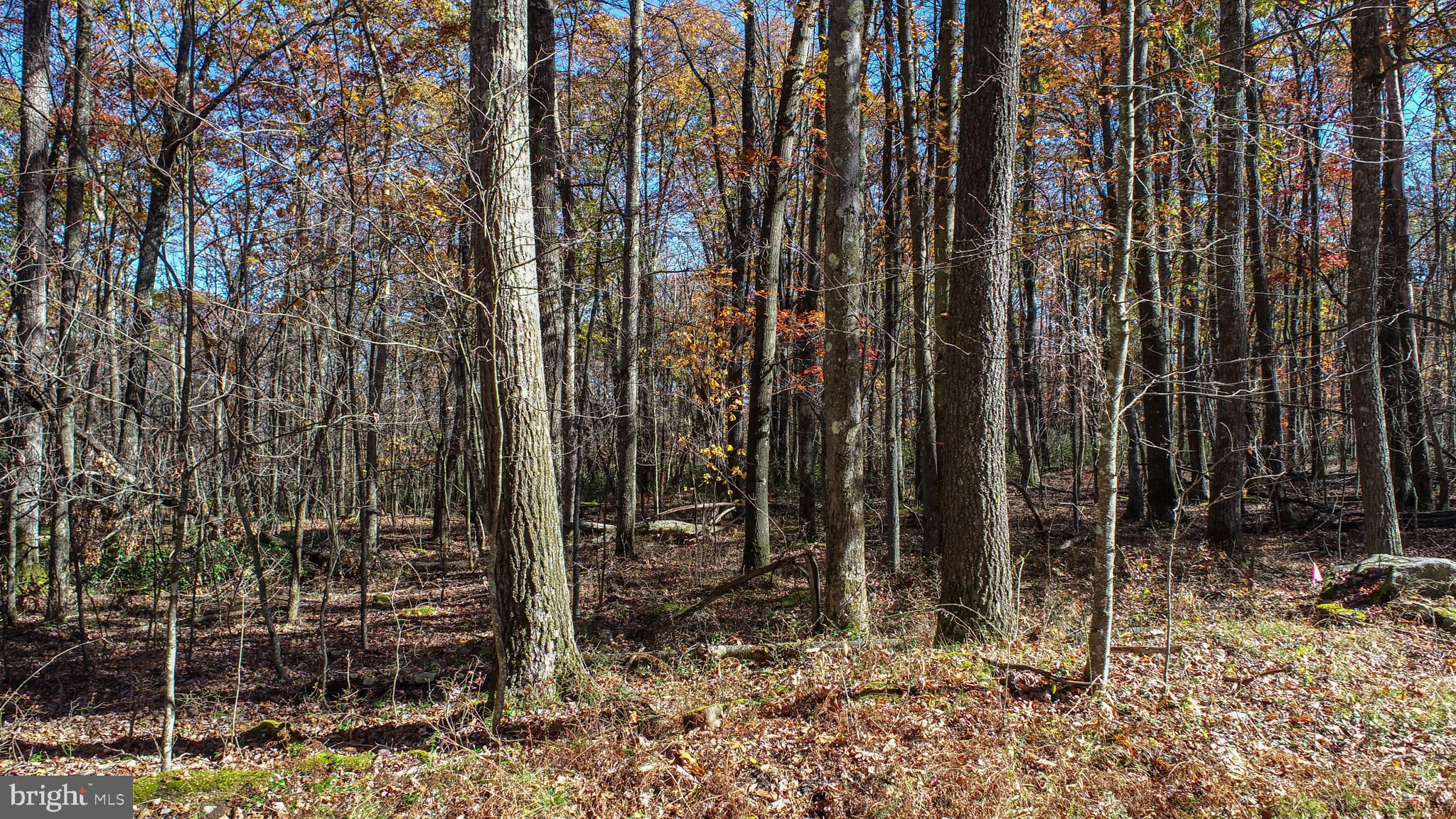 PINEY MOUNTAIN CORP - Land