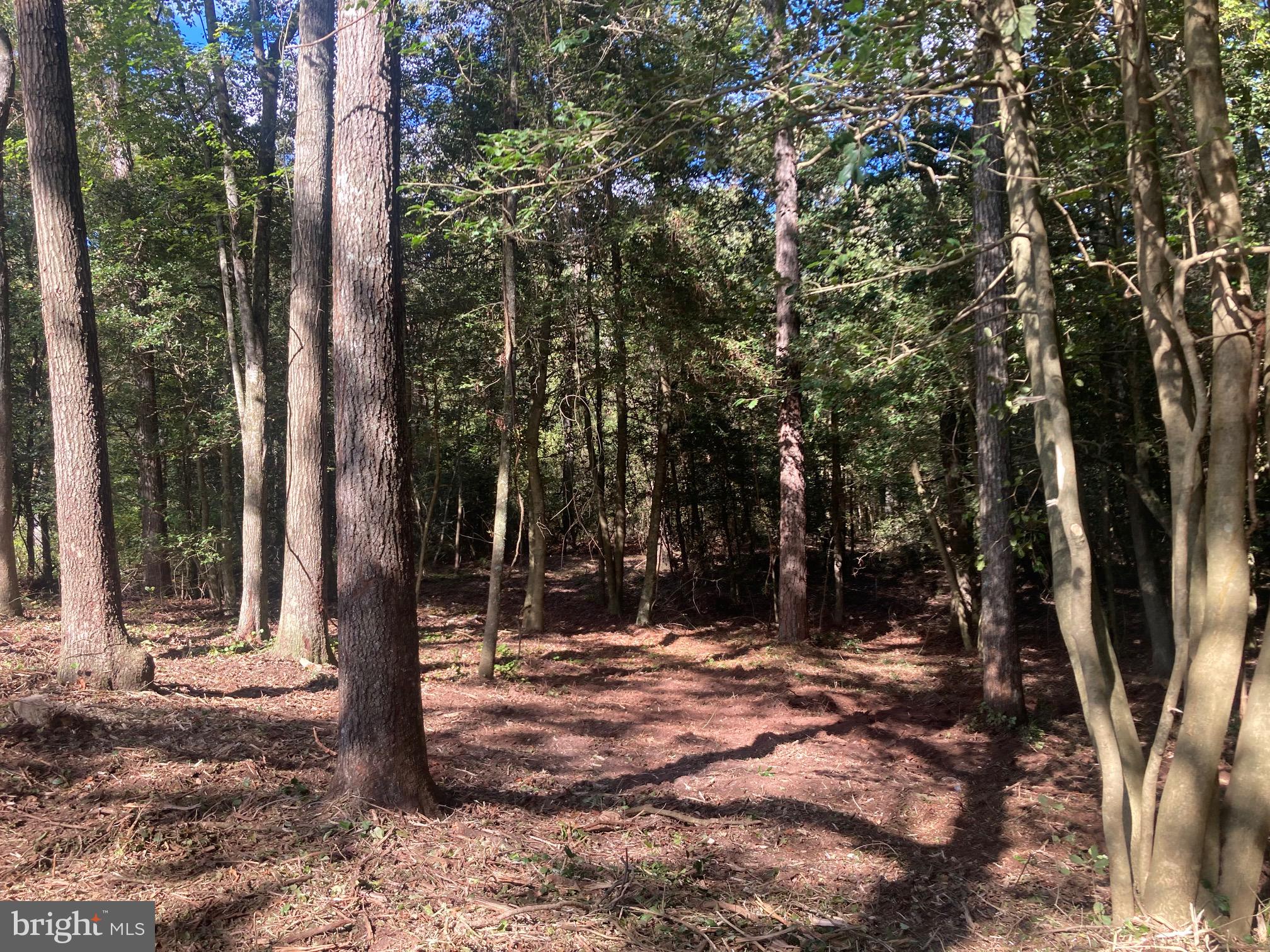 WILDWOODS - Land