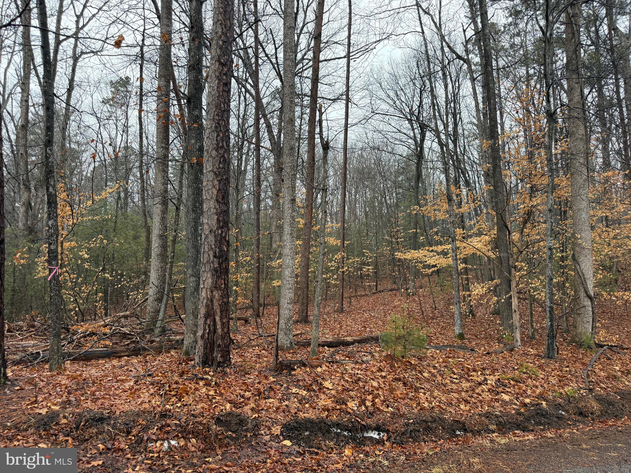 3-acre wooded lot located in close proximity to Route 15 and Route 29. Bring your builder and build your dream home tucked back on Tatums School Road in Madison. Enjoy pastoral views on the way to the property and a private setting. No covenants and restrictions. TM 65-26A.