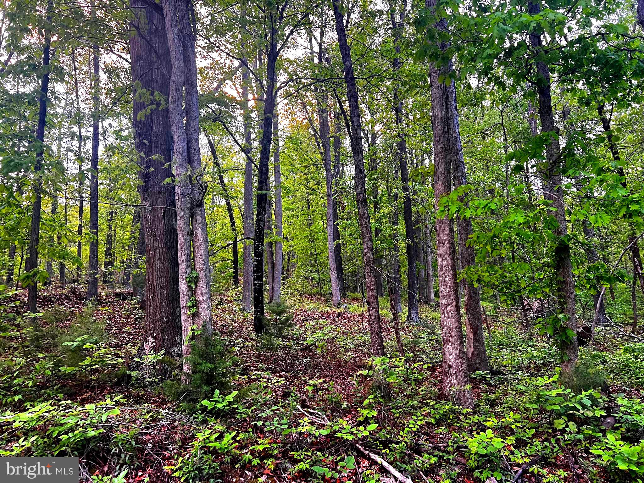 REDUCED!! A beautifully wooded rural tract  with great building site for cabin or residential retreat! Only fourteen miles south of Moorefield, it's an easy commute into town. Natural gas, electric, fiber optic internet and telephone available.  Unrestricted,  only deed restriction is  no mobile homes,, but you can build or camp or do what you want!