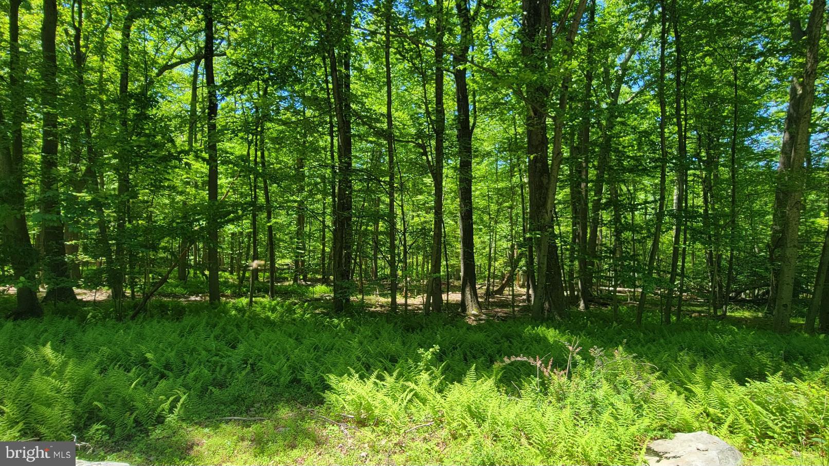 Idyllic wooded location to build your dream home!     Private and secluded in the Catoctin Mountains is this sweet building lot with preliminary approval to subdivide into two lots (see attached plat).   Seller will sell the entire property OR sell each lot separately for $150,000 each, subject to final subdivision approval.    South side of land has a pond which straddles subject property and a neighboring property.   Each lot has 300+ feet of road frontage, perc approved.    A rare find.  Buy now so you won't be sorry later.