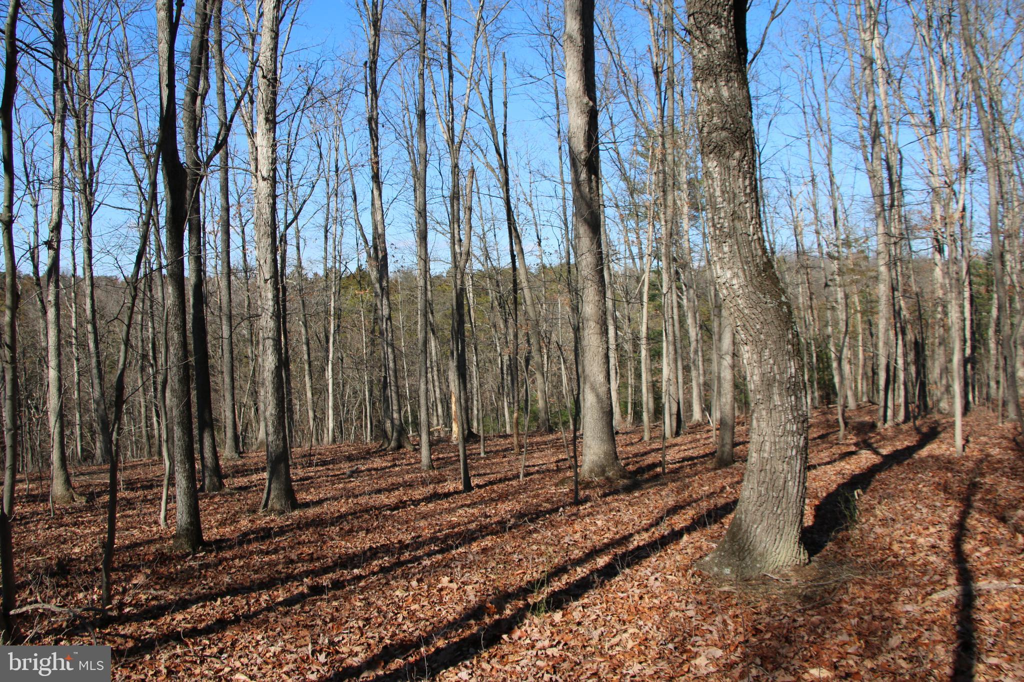 This fully wooded property hasn’t been on the market since 1966 and it won’t last long. Located just minutes west of Front Royal near the Warren County Airport multiple possibilities exist for its new owner(s). Extensive road frontage on Ridgeway Road and Stokes Airport Road set this parcel apart. Discover potential building sites throughout this tract as you walk along the multiple ridge top flats. A small stream marks the southeastern boundary of this land adding to its beauty and character. Experience exciting hunting as many types of wildlife call this land home including deer, turkey, and many small game species. Enjoy hiking, camping, and recreation of all types on this parcel. Gently sloping topography makes maneuvering this tract enjoyable and fun. This land is currently being used for recreation and is zoned Agricultural. Imagine building your next country home or vacation rental right here. Electricity is already on the property and other utilities are close by making for easy and affordable connections. Currently enrolled in the county’s forestry land use program to reduce the annual taxes. The wooded acreage is a mix of cedar, pine, and hardwood trees.  Just a few minutes from all the fun and adventure the Shenandoah River and Skyline Drive have to offer. Only a short drive from the amenities and attractions of Front Royal. 

There is a well and septic system located on this property. However, the condition and functionality of them are unknown and the health department has no records for either.  There is also an abandoned mobile home, a few sheds, and various other items left behind on this property. All the structures are in very poor shape so please do not enter them. This land and mobile home will be conveyed in strictly “AS-IS” condition.