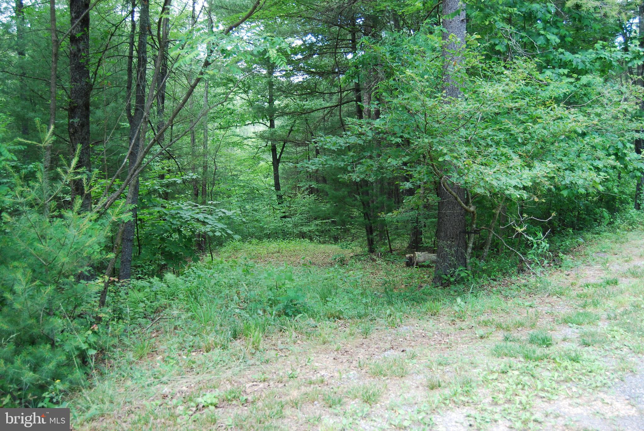 TROUT RUN FOREST - Land