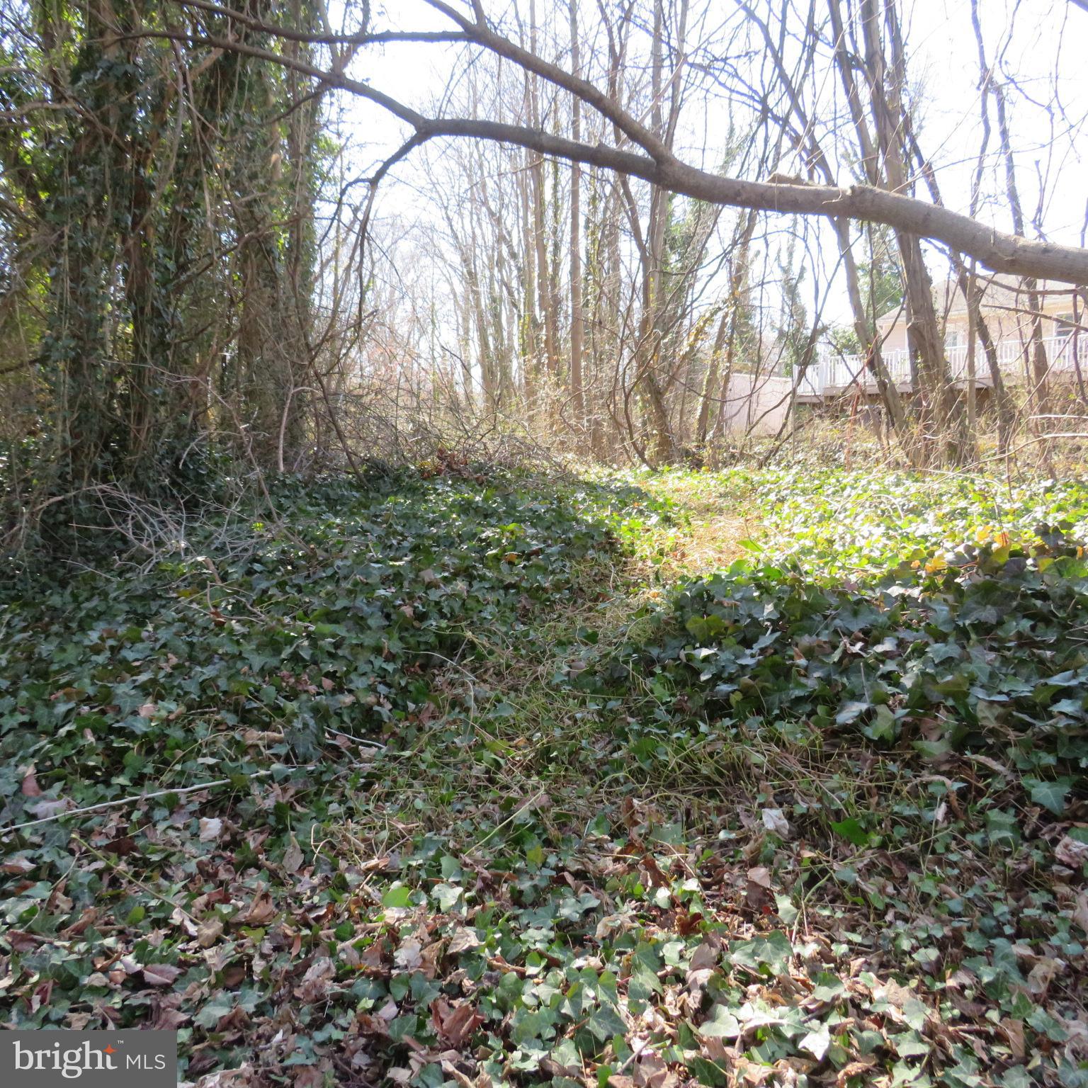 HOLLY NECK - Land