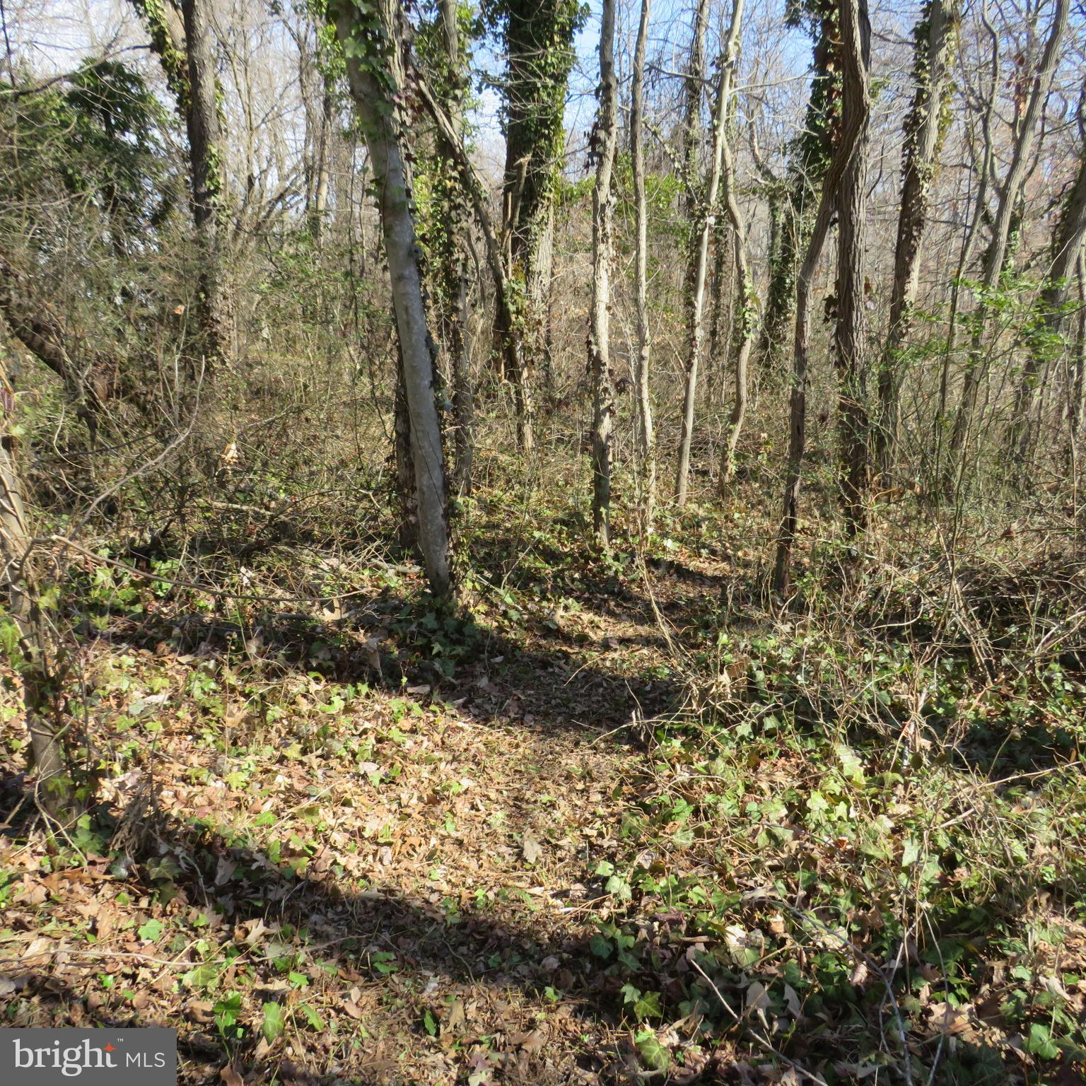 HOLLY NECK - Land