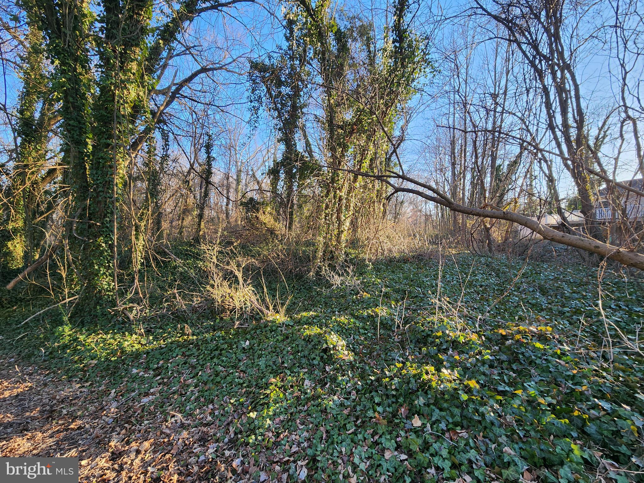 HOLLY NECK - Land