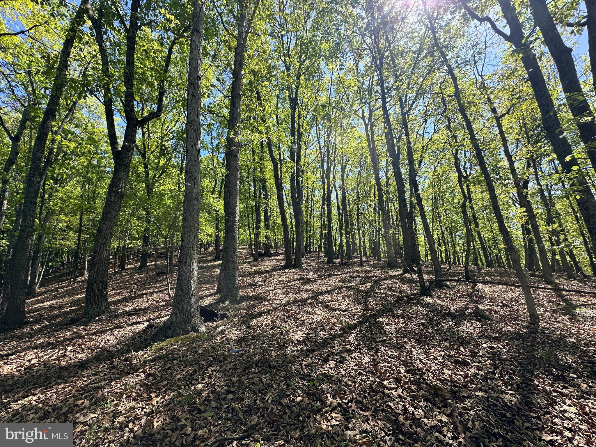 SHADOW KNOLLS - Land