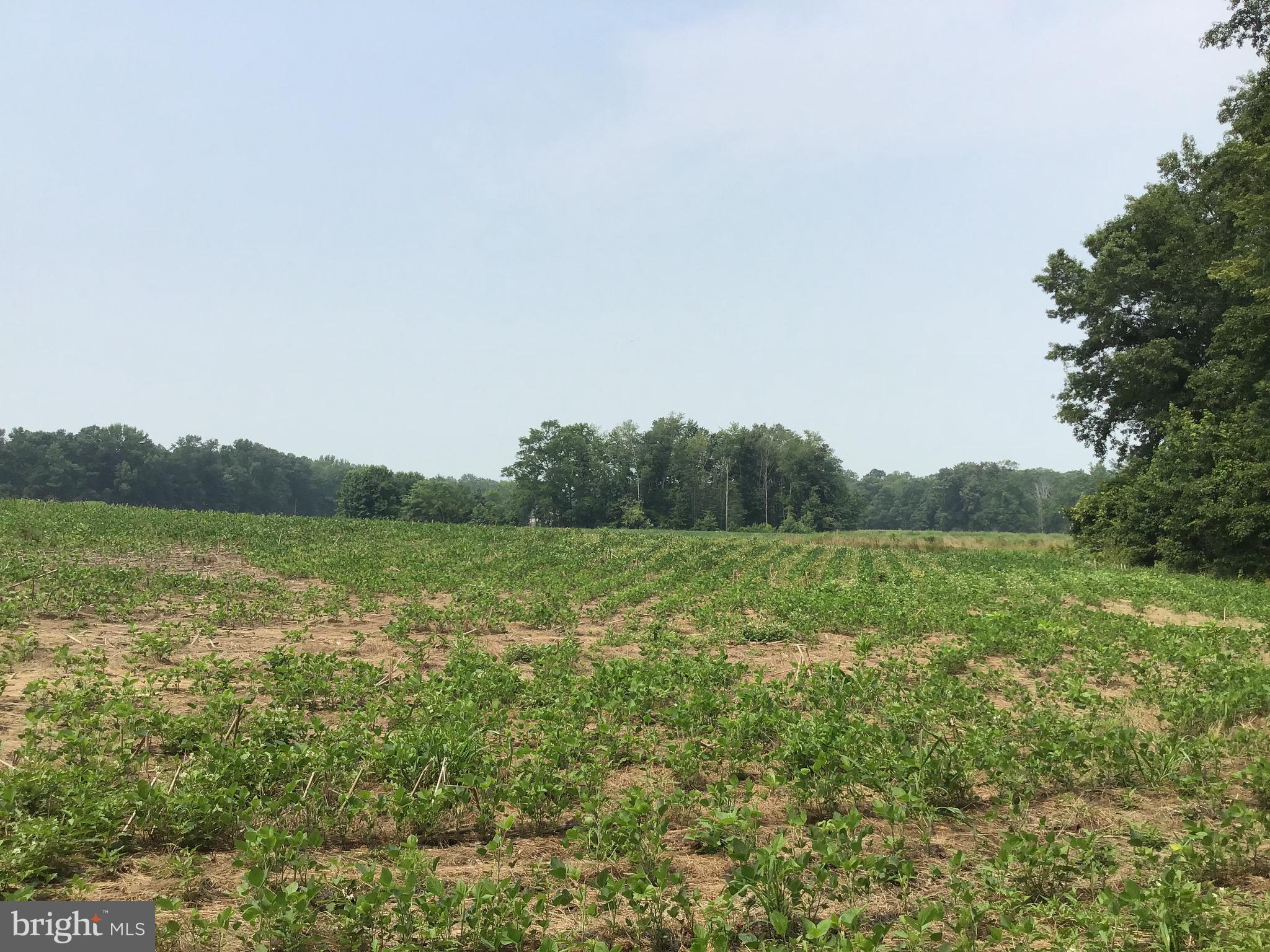 GOLTS - Farm