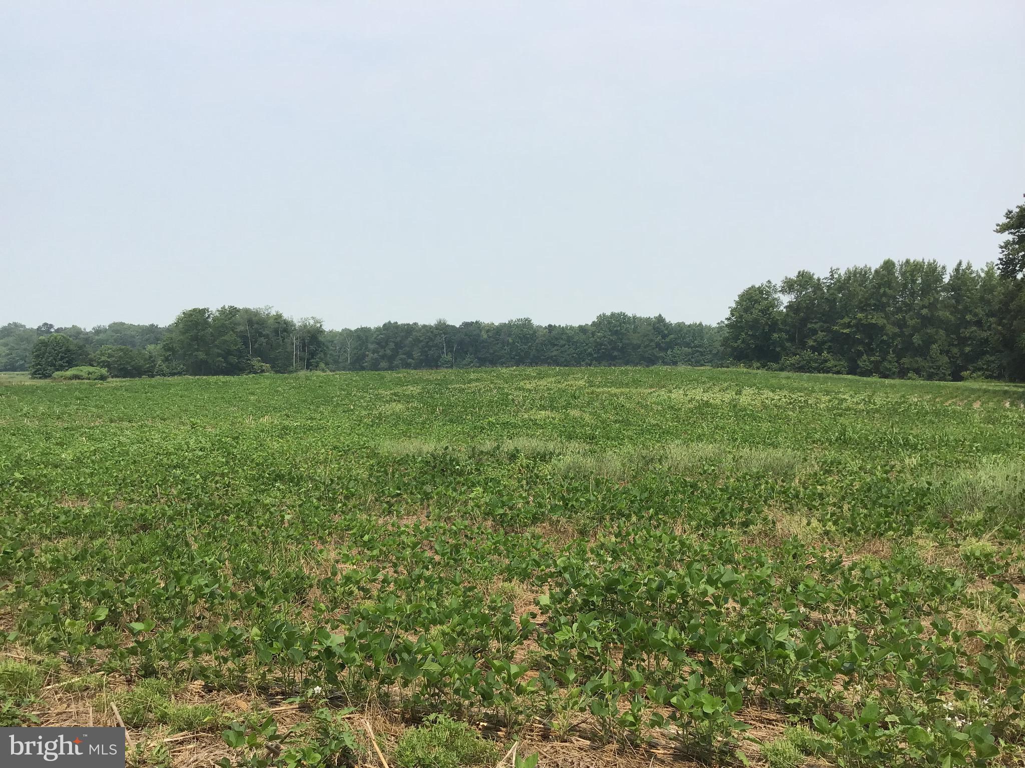 GOLTS - Farm
