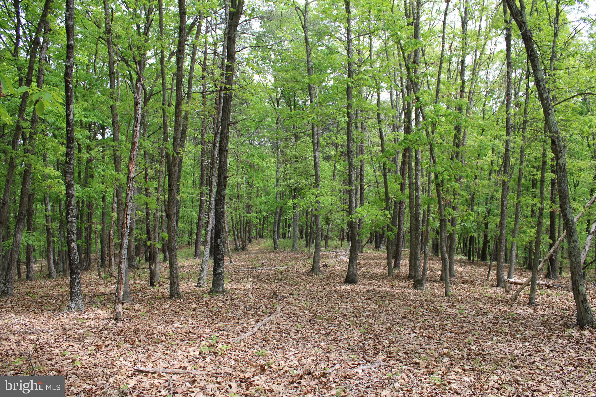 Just as its name suggests, 'Mountain Air' offers ample green space and a natural environment perfect for washing away stress. Whether you're seeking a home site, camping spot, or hunting grounds, this fully wooded 21.23-acre tract can accommodate it all. Its gentle topography and an ideal build site atop a picturesque ridge, surrounded by mature oak trees, make it truly special. Situated at the epicenter of outdoor recreation and in close proximity to several public access points to the Potomac River, it serves as the ultimate launching point for adventures. Conveniently located within a two-hour drive from the nation's capital, Washington D.C., this idyllic oasis strikes the perfect balance between tranquility and accessibility. Don't miss this opportunity to own a slice of mountain paradise in the heart of the Potomac River Valley.