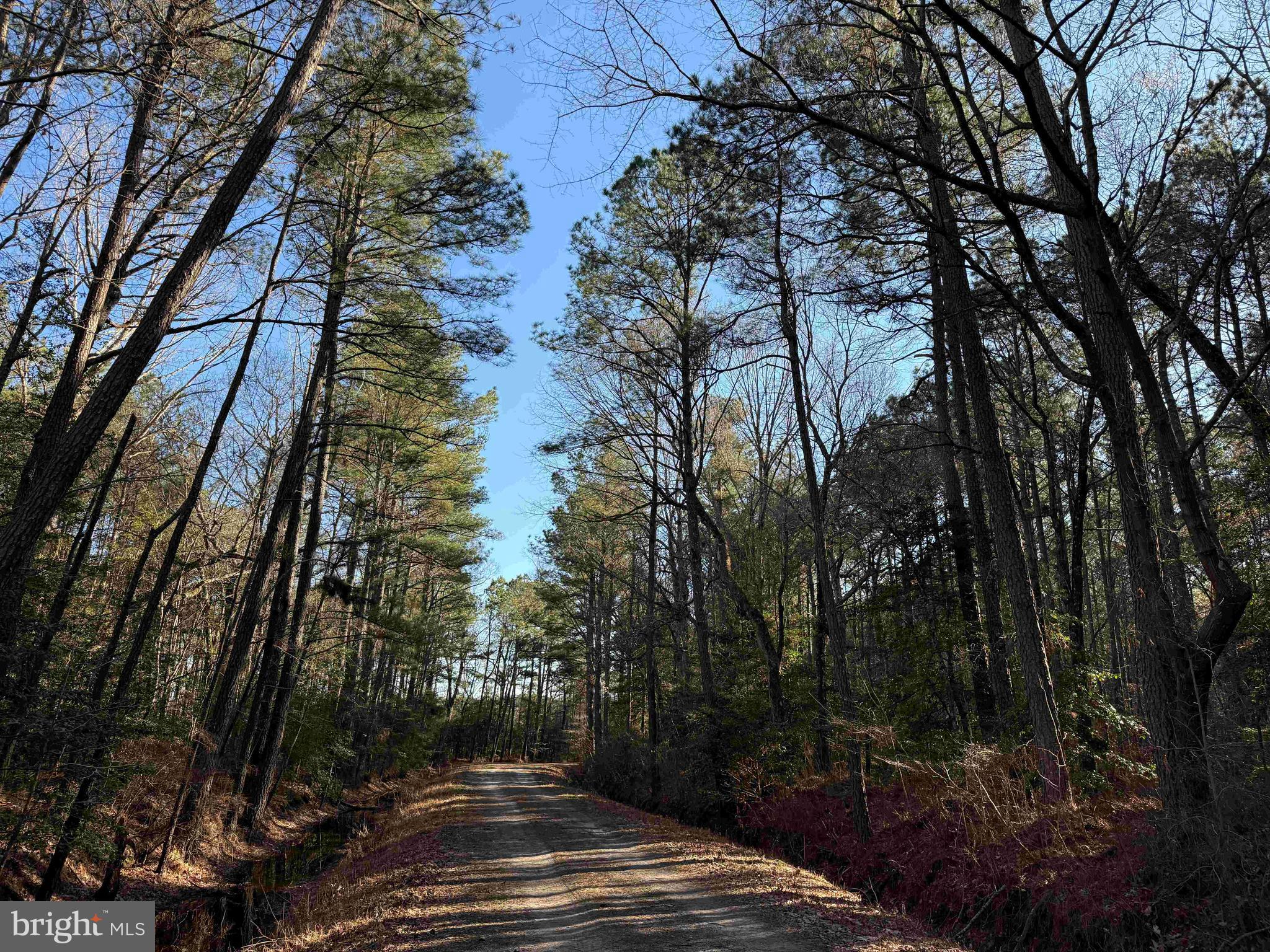 Tanager 2031 Tract Overview
The Tanager 2031 tract is a significant property encompassing 2,120 acres in Mathews County, situated approximately 6.5 miles north of Gloucester. This expansive tract features about 3,000 feet of frontage along John Clayton Memorial Highway (Route 14), 3,100 feet on Windsor Road (Route 3), and 600 feet on Ridge Road. Additional access is available from Vaux Hall Road via Buckley Hall Road (Route 198). The property is conveniently located within five miles of Chesapeake Bay and just six miles from Gwynn Island.

Property Features
Comprising eight tax parcels, the tract is zoned for agricultural use. The land is generally flat and is enhanced by an extensive network of interior roads, providing access throughout most of the property.

Timberland Details
The timberland consists of 1,630 acres of planted Loblolly pine, 287 acres of natural Loblolly pine, and 186 acres of mature natural hardwoods. Substantial timber volumes are present, with pine saw timber accounting for 54% of the total volume. For further details, refer to the attached timber files.
As one of the largest contiguous tracts in Mathews County, Tanager 2031 offers diverse income opportunities and stands out as an exceptional property to consider.

Tax Map Parcels
•