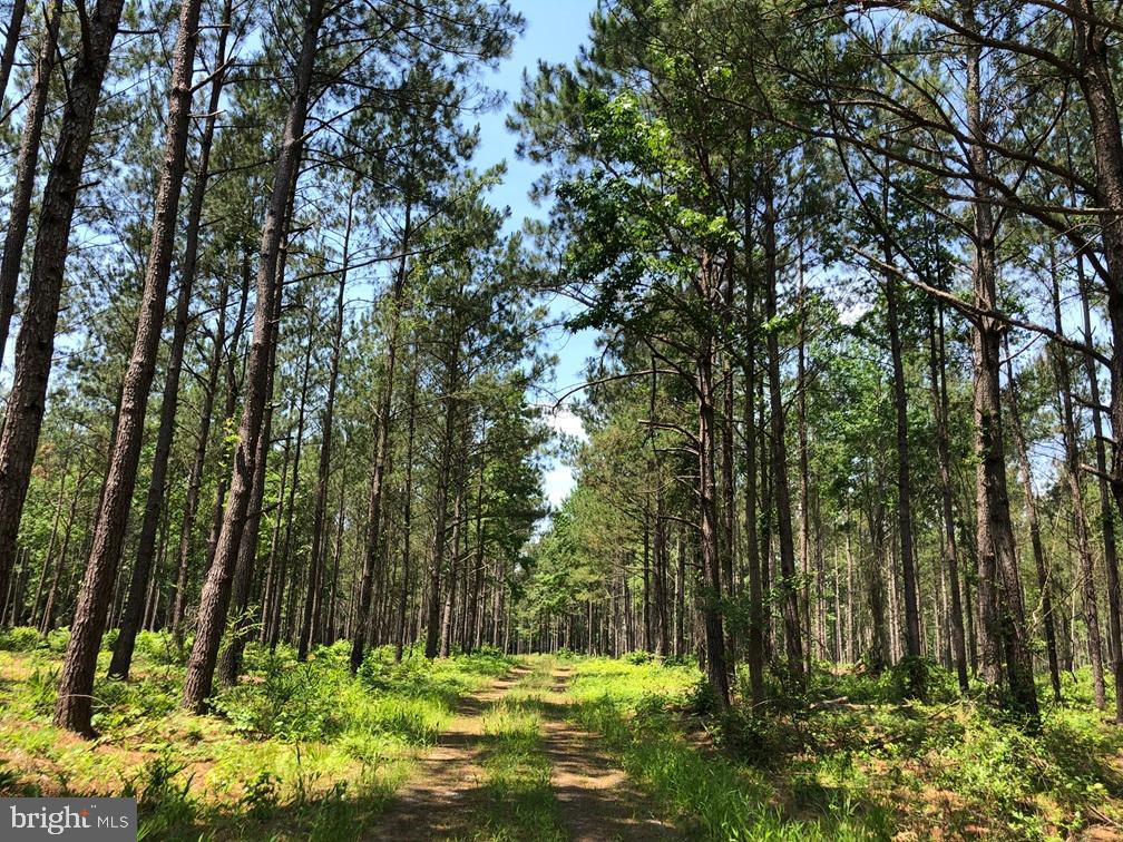 Block 16 North tract is 77.608 acres located north on Hwy. 58 in Courtland, VA. This tract lays flat with frontage on Old Bridge Road (Rt. 742). The timber consists of 76.48 acres of 1996 planted Loblolly pine. This property is very convenient to Hwy. 58 and has a good internal road system making it a solid timber investment with future development potential.