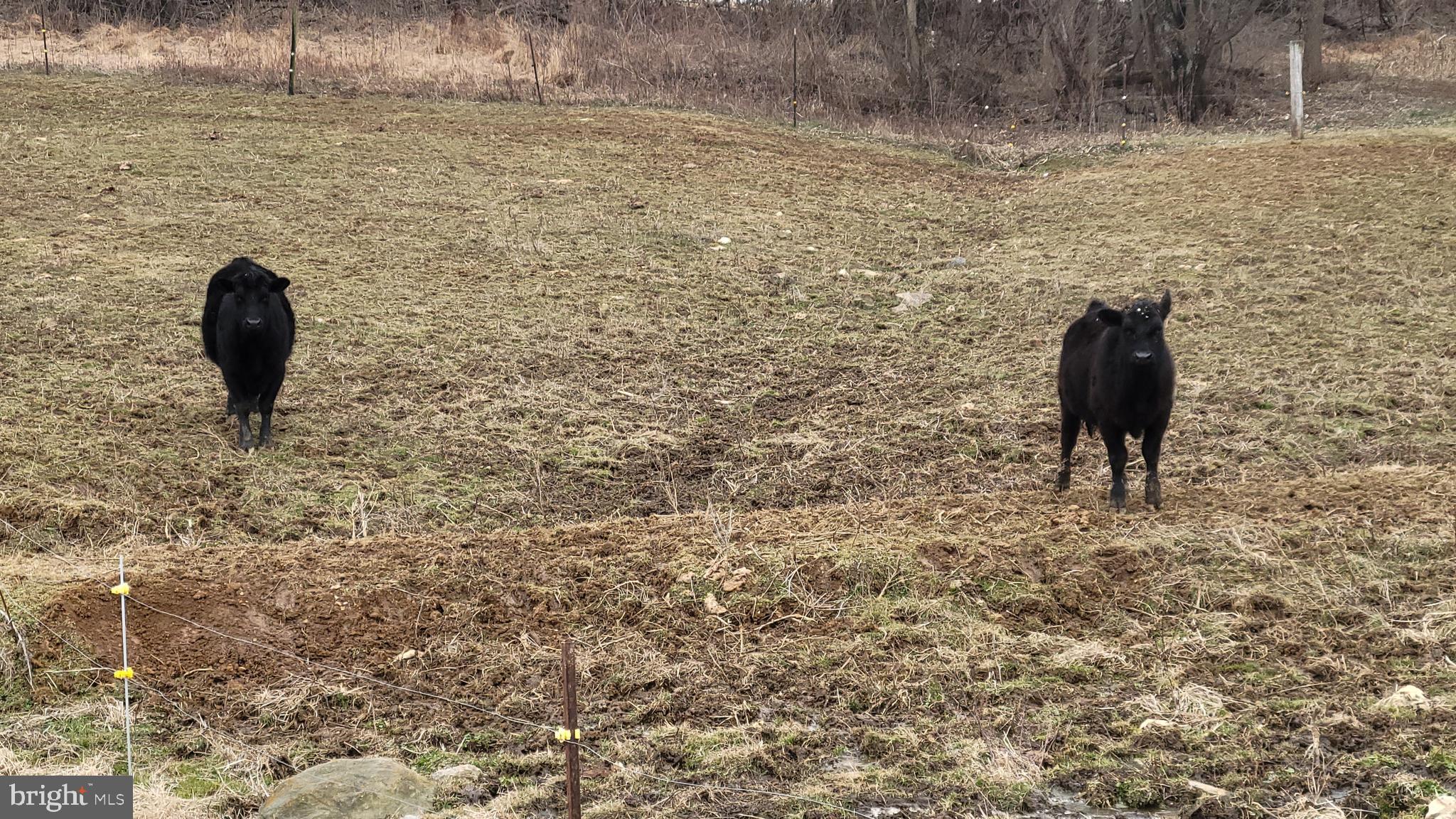 NONE AVAILABLE - Farm