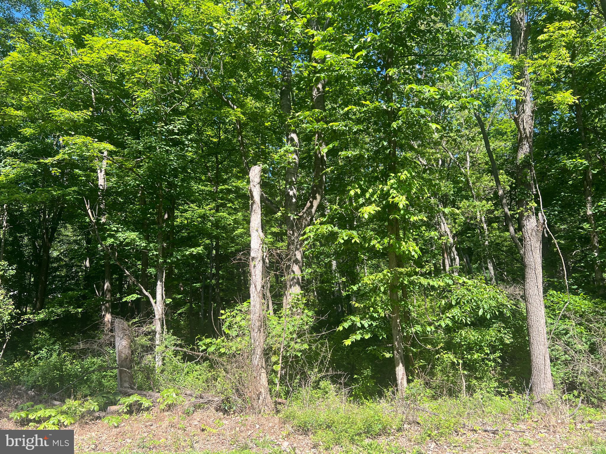 Discover the possibilities with this beautiful 8.73-acre wooded property offering privacy, convenience, and an unbeatable location. Situated just off state-maintained Cold Run Valley Road, this unrestricted parcel provides the perfect setting for your dream home, peaceful weekend getaway, or a potential income-producing Airbnb. Across the road, you'll find Coolfont Resort, home to the recently reopened Treetop Restaurant, along with a swim center and spa. Just approximately 10 minutes away, historic Berkeley Springs invites you to explore its charming shops, restaurants, spas, and the renowned Berkeley Springs State Park. Head approximately 15 minutes in the opposite direction to Cacapon Resort State Park, where you can enjoy golf, a sandy beach, horseback riding, fishing, hiking trails, dining, and a full-service spa. With nearly nine unrestricted acres, the opportunities are truly endless. Whether you're looking to build now, invest for the future, or create a private retreat surrounded by nature, this exceptional property offers the flexibility to make your vision a reality. Opportunities like this are rare—schedule your showing today!