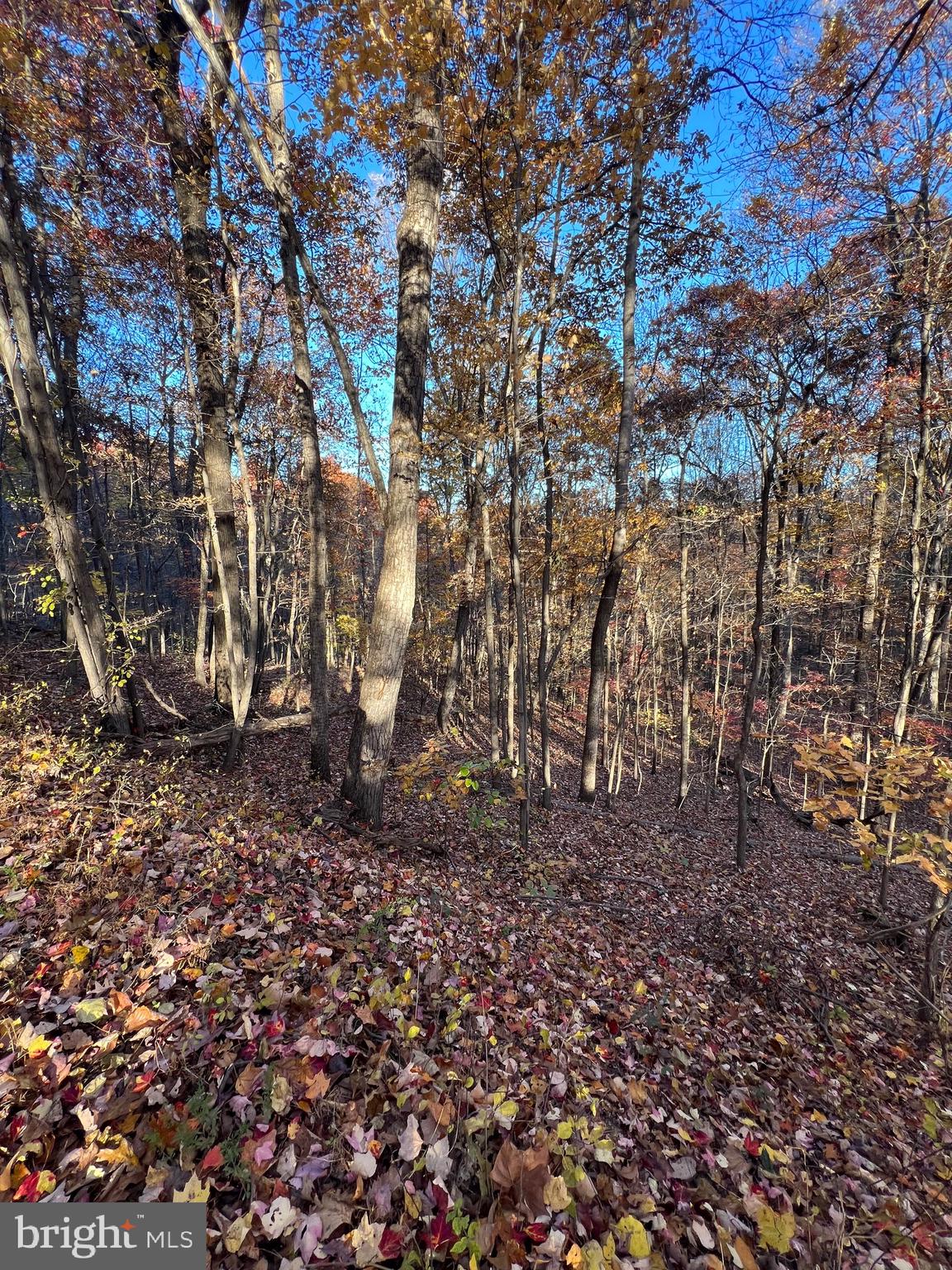 SHENANDOAH FARMS - Land
