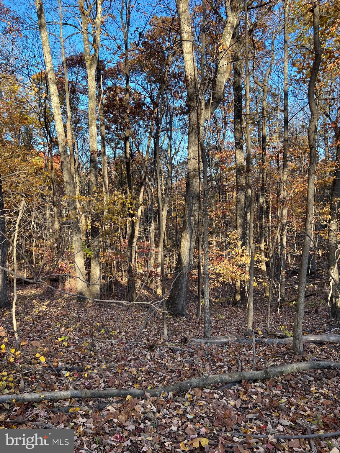 SHENANDOAH FARMS - Land