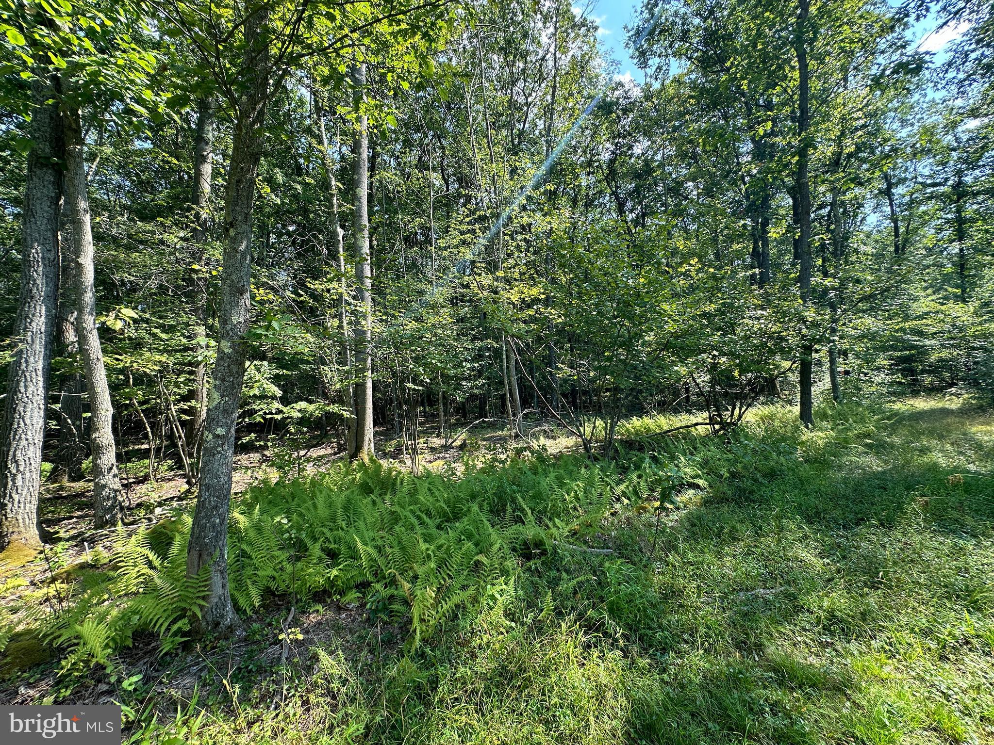 MURRAY WOODS - Land