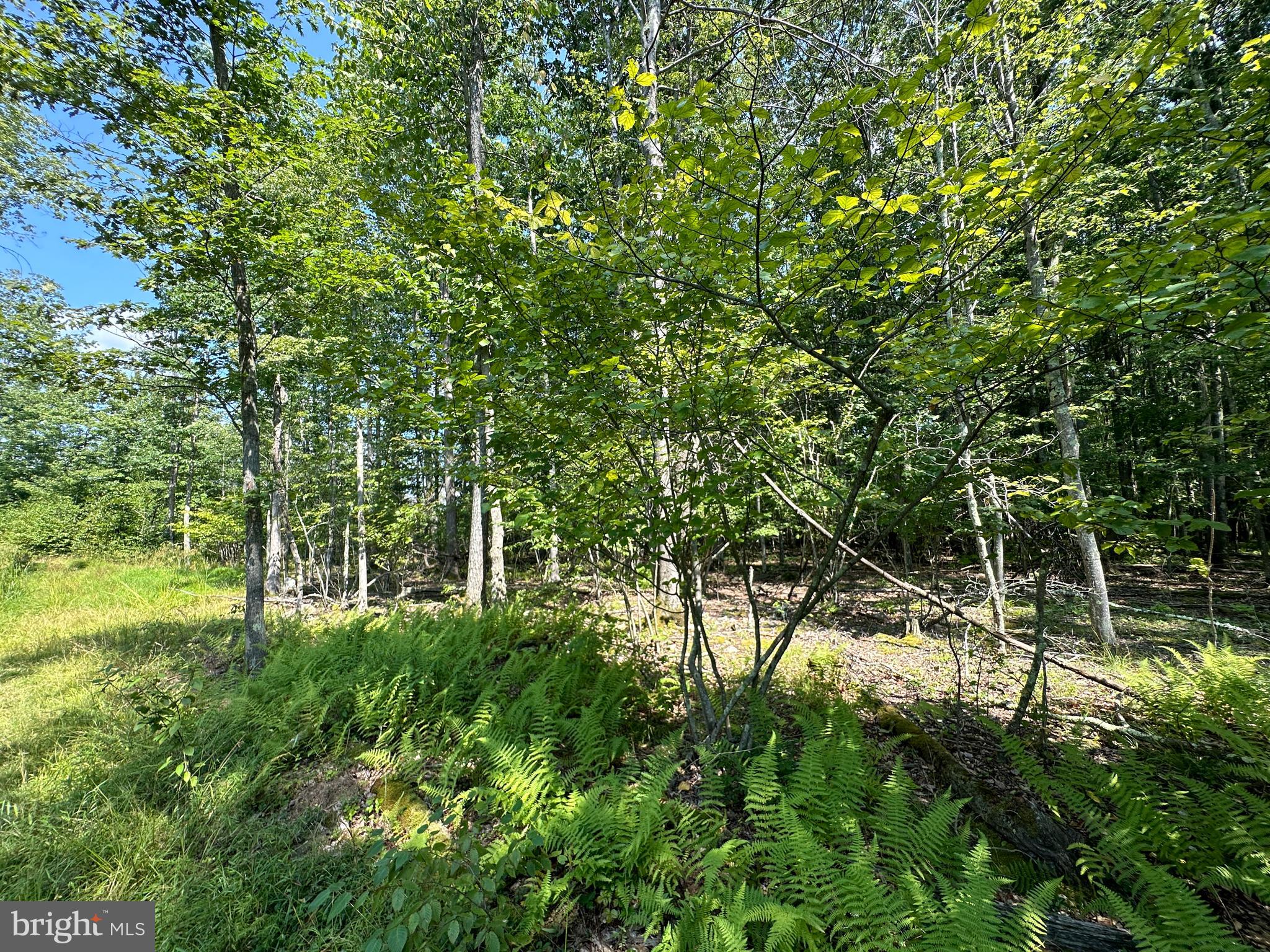 MURRAY WOODS - Land