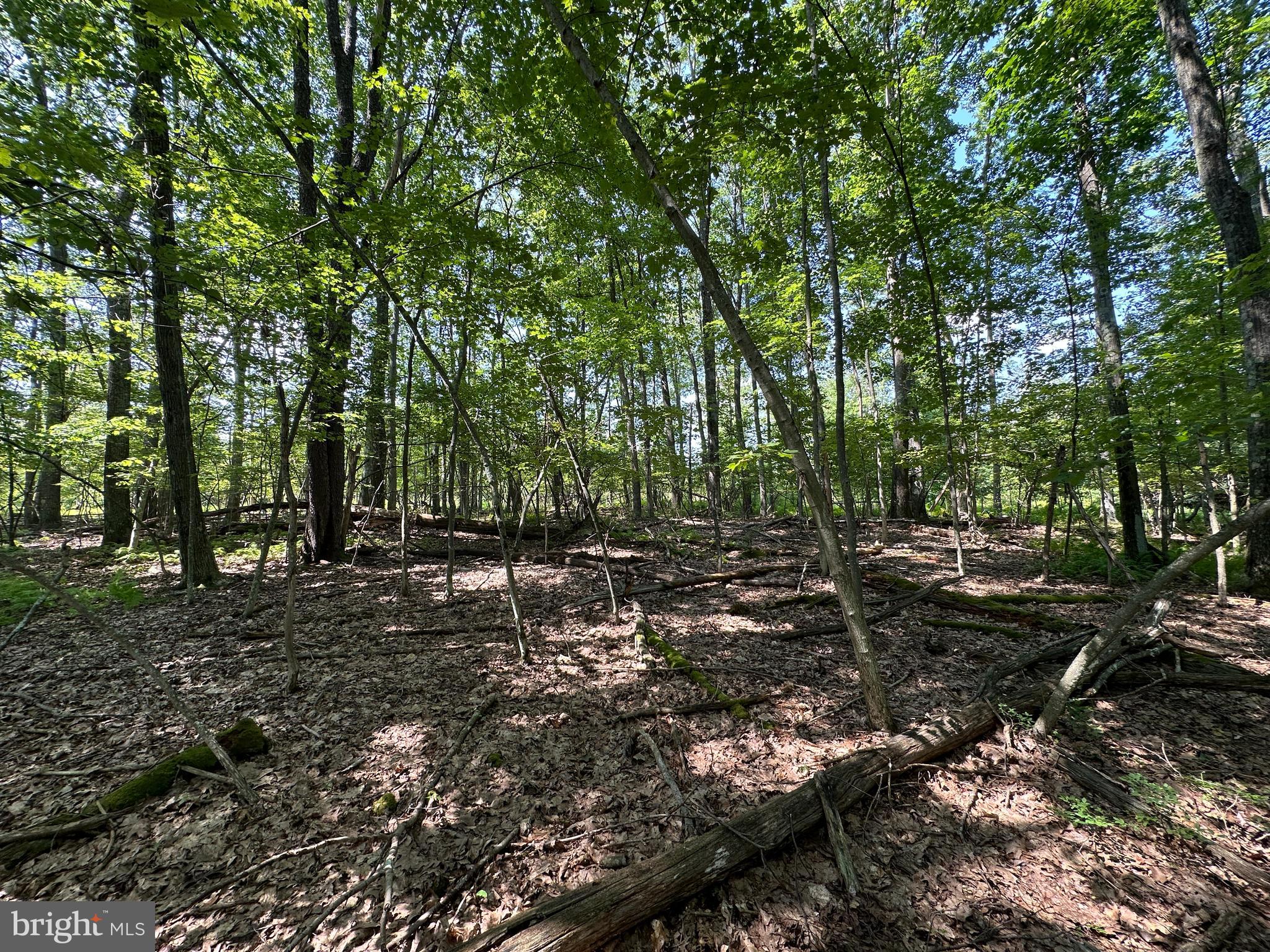 MURRAY WOODS - Land