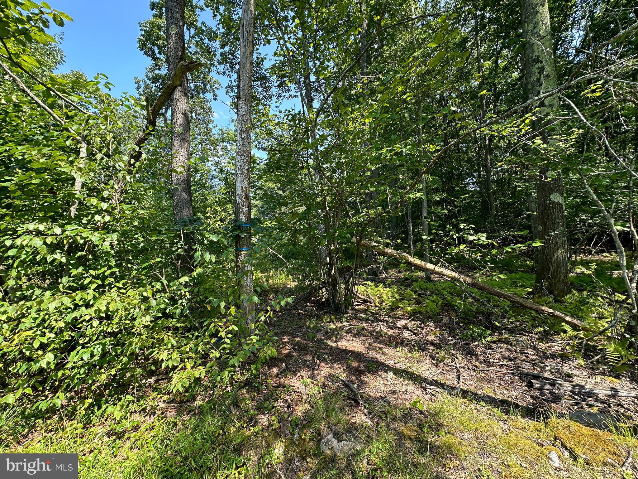 MURRAY WOODS - Land