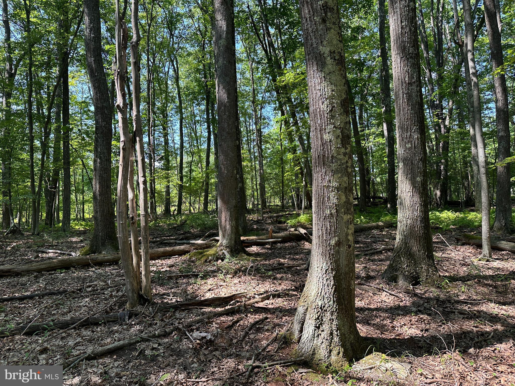 MURRAY WOODS - Land