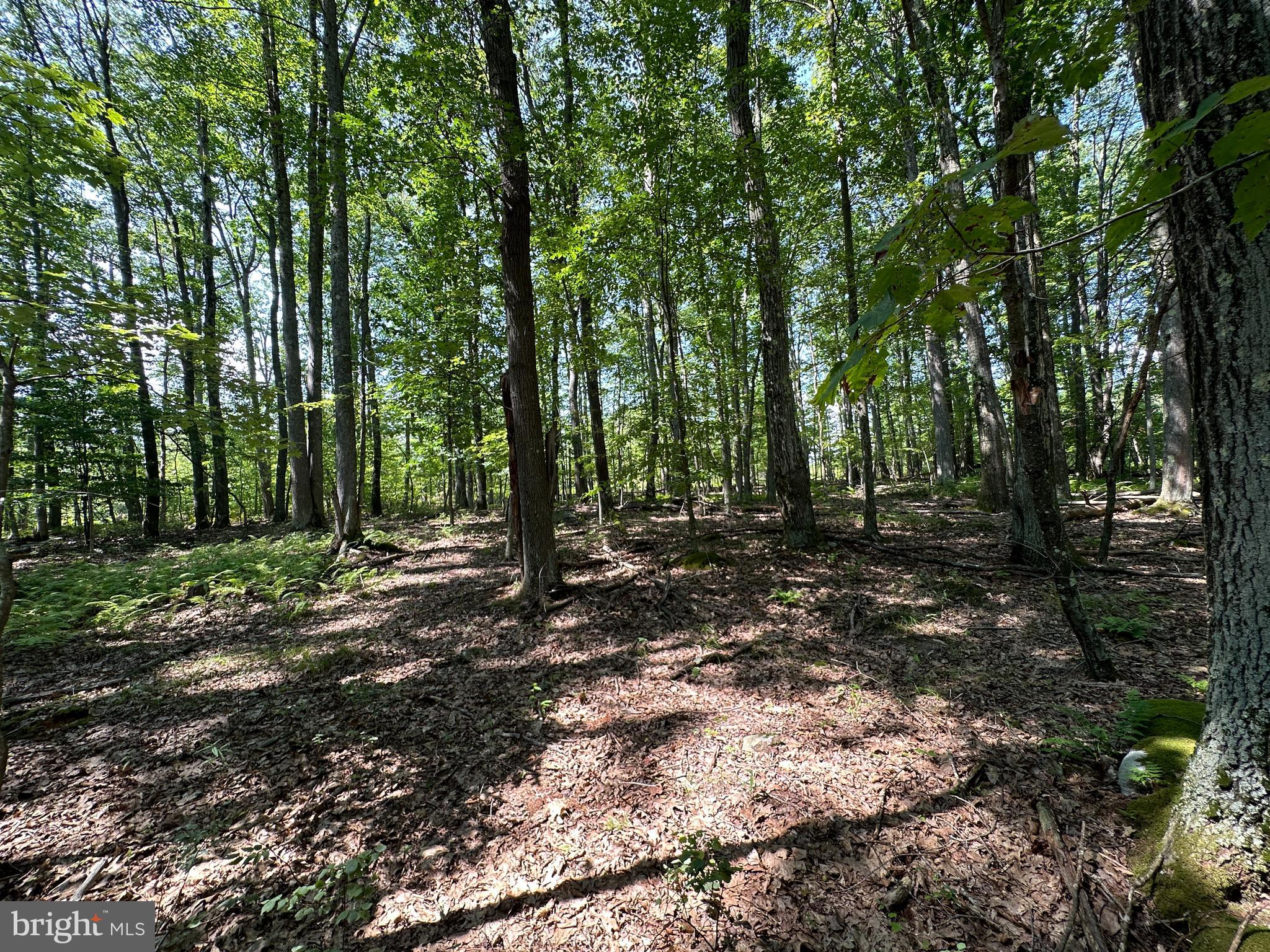 MURRAY WOODS - Land